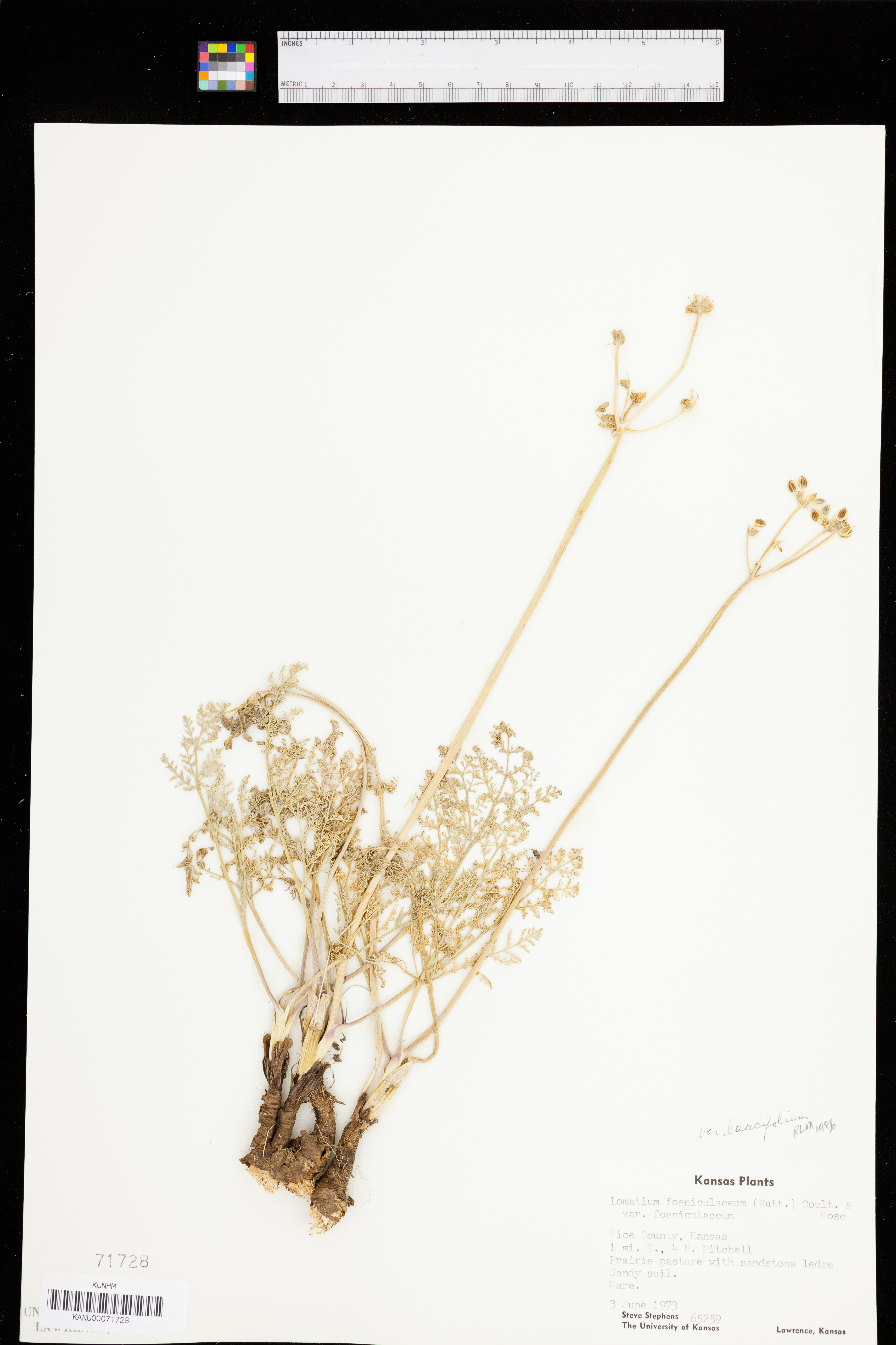 Lomatium foeniculaceum var. daucifolium image