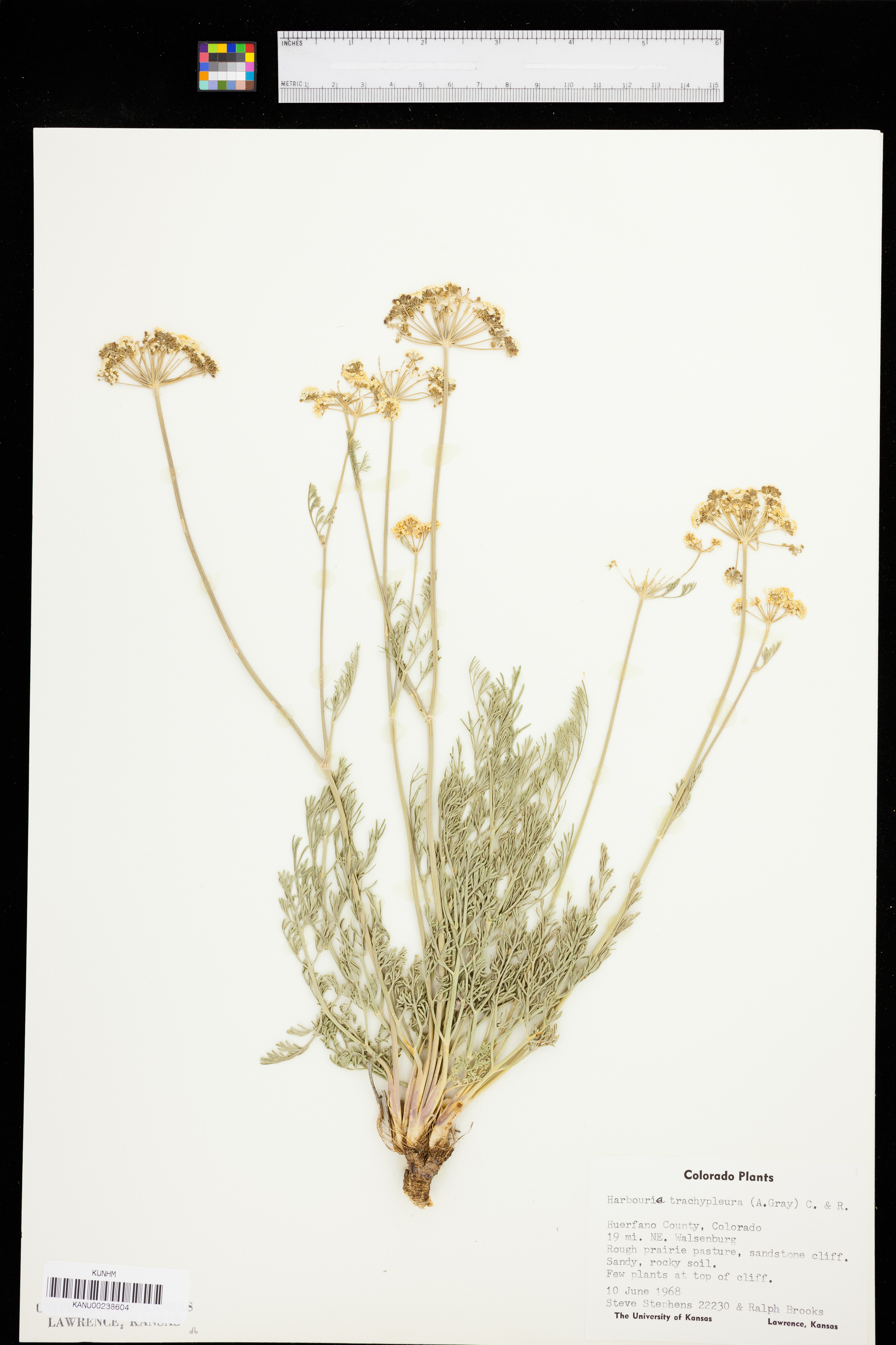 Harbouria trachypleura image