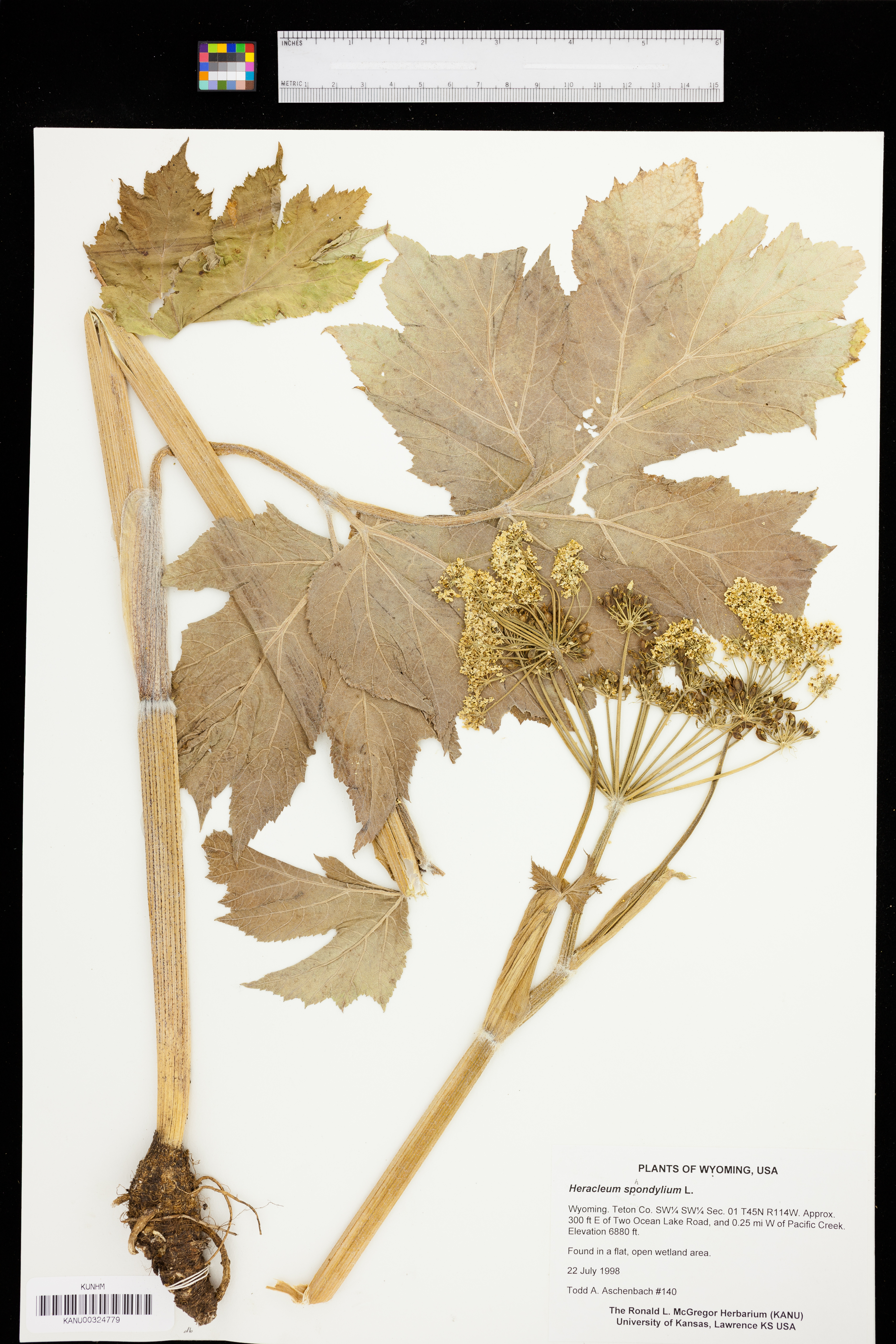 Heracleum sphondylium image