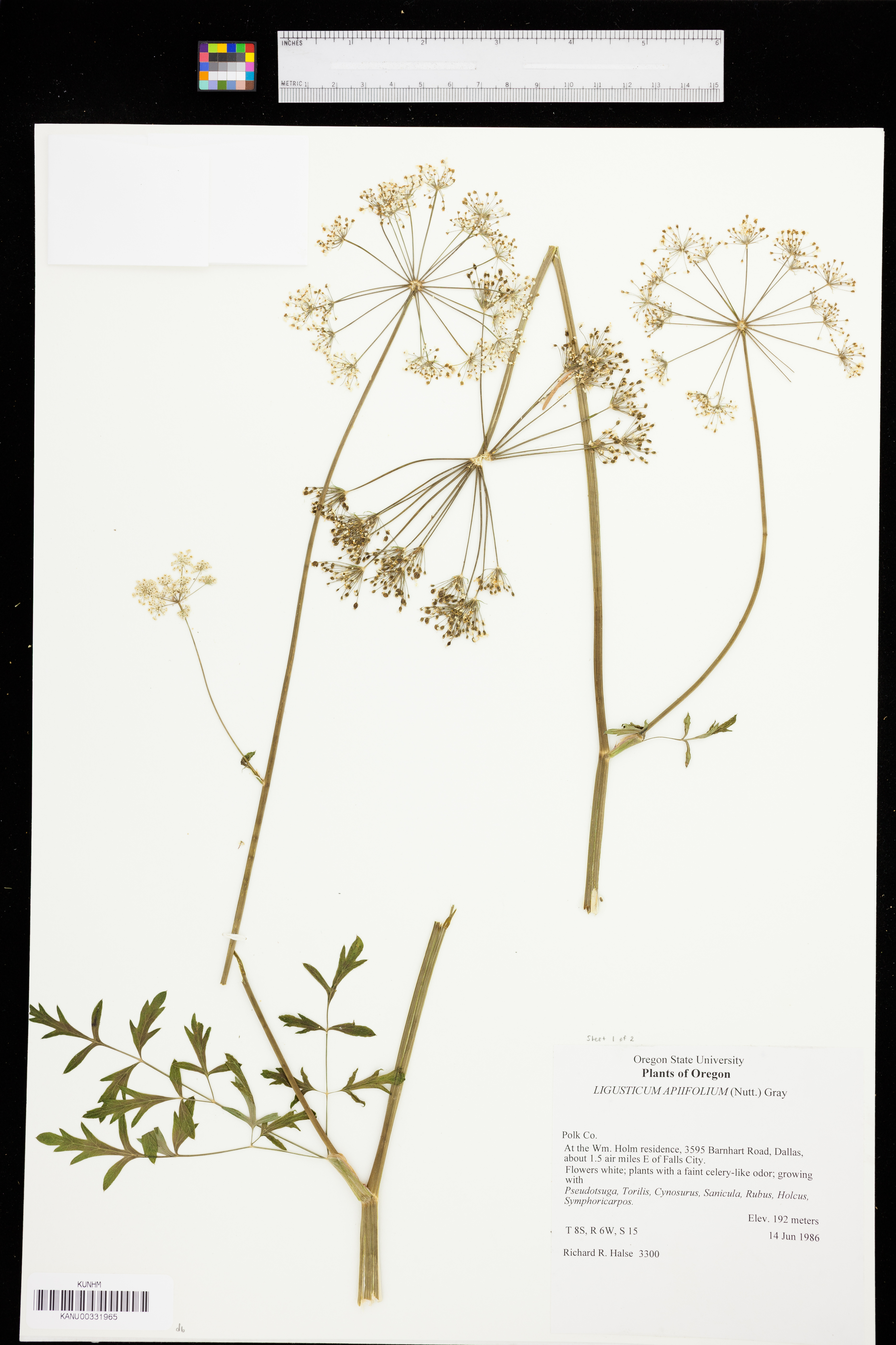 Ligusticum apiifolium image