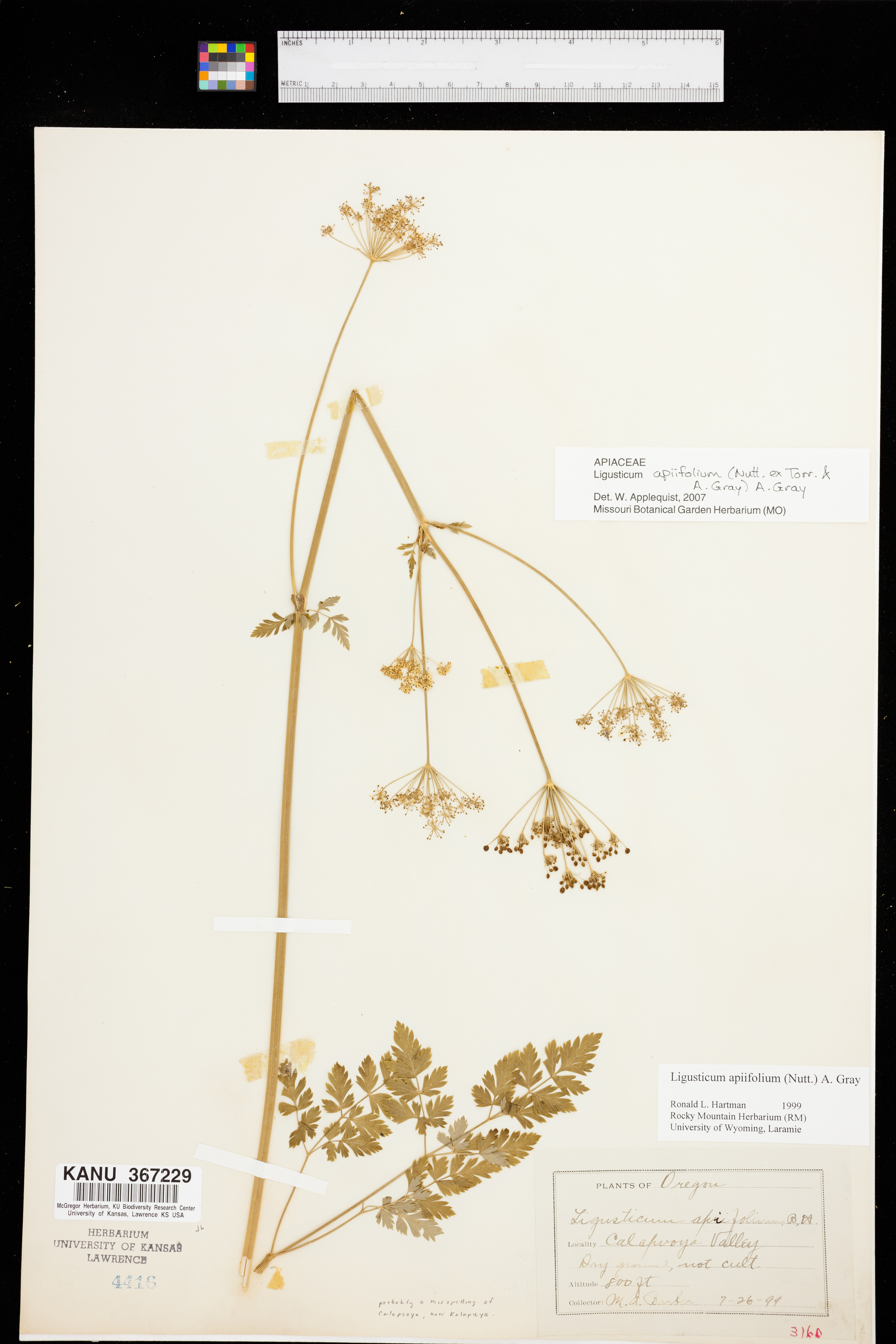 Ligusticum apiifolium image
