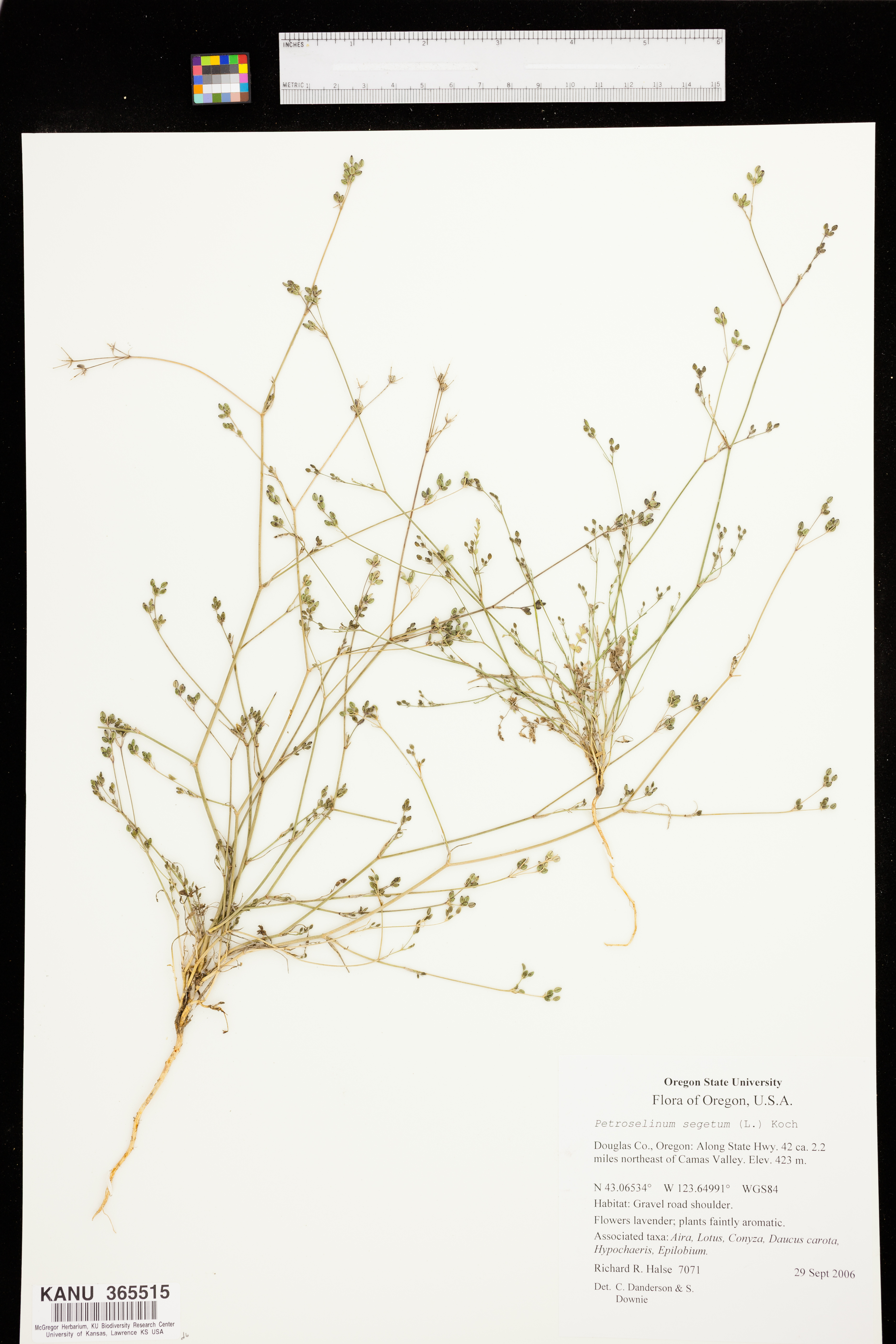 Petroselinum segetum image