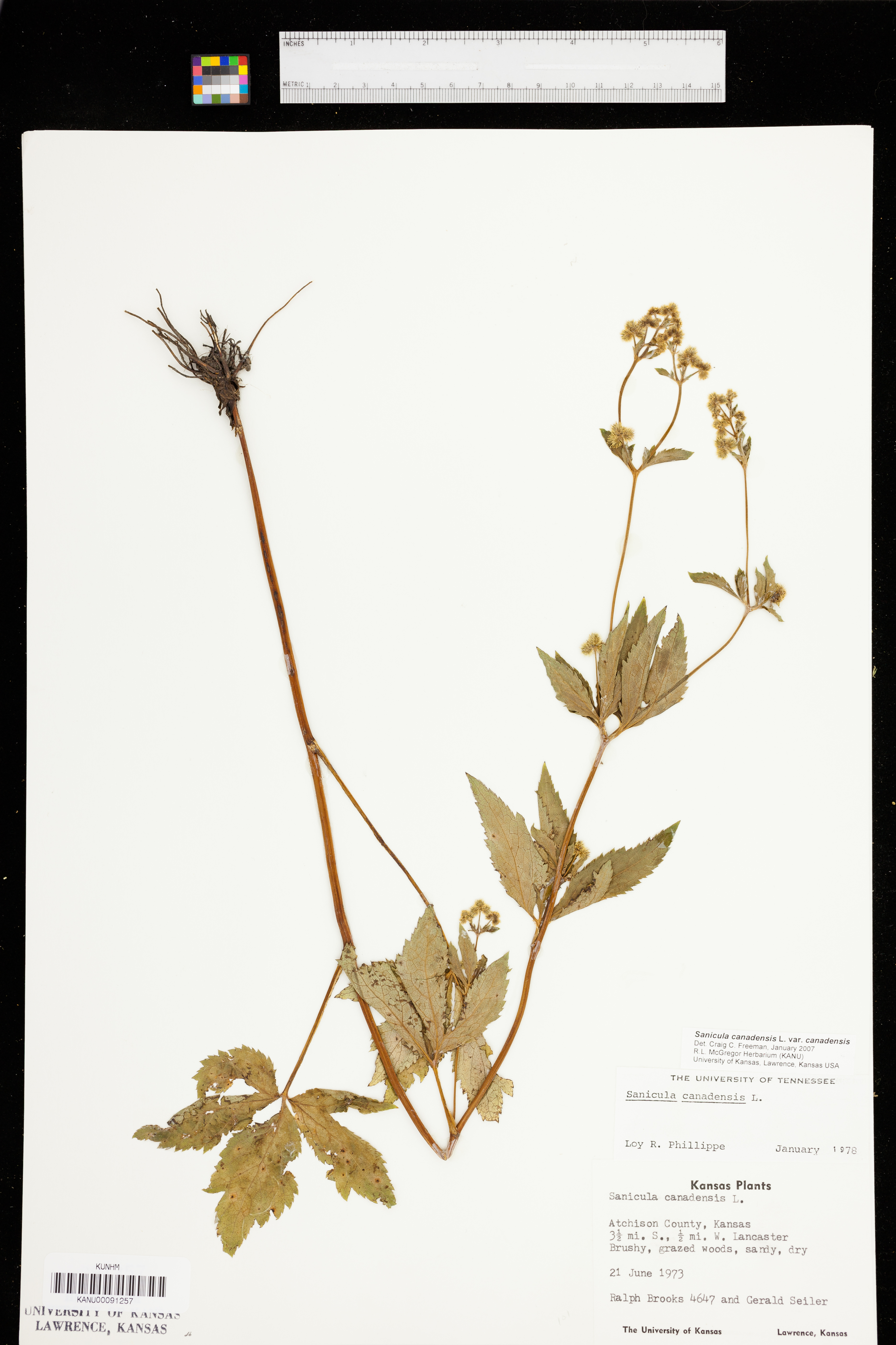 Sanicula canadensis var. canadensis image