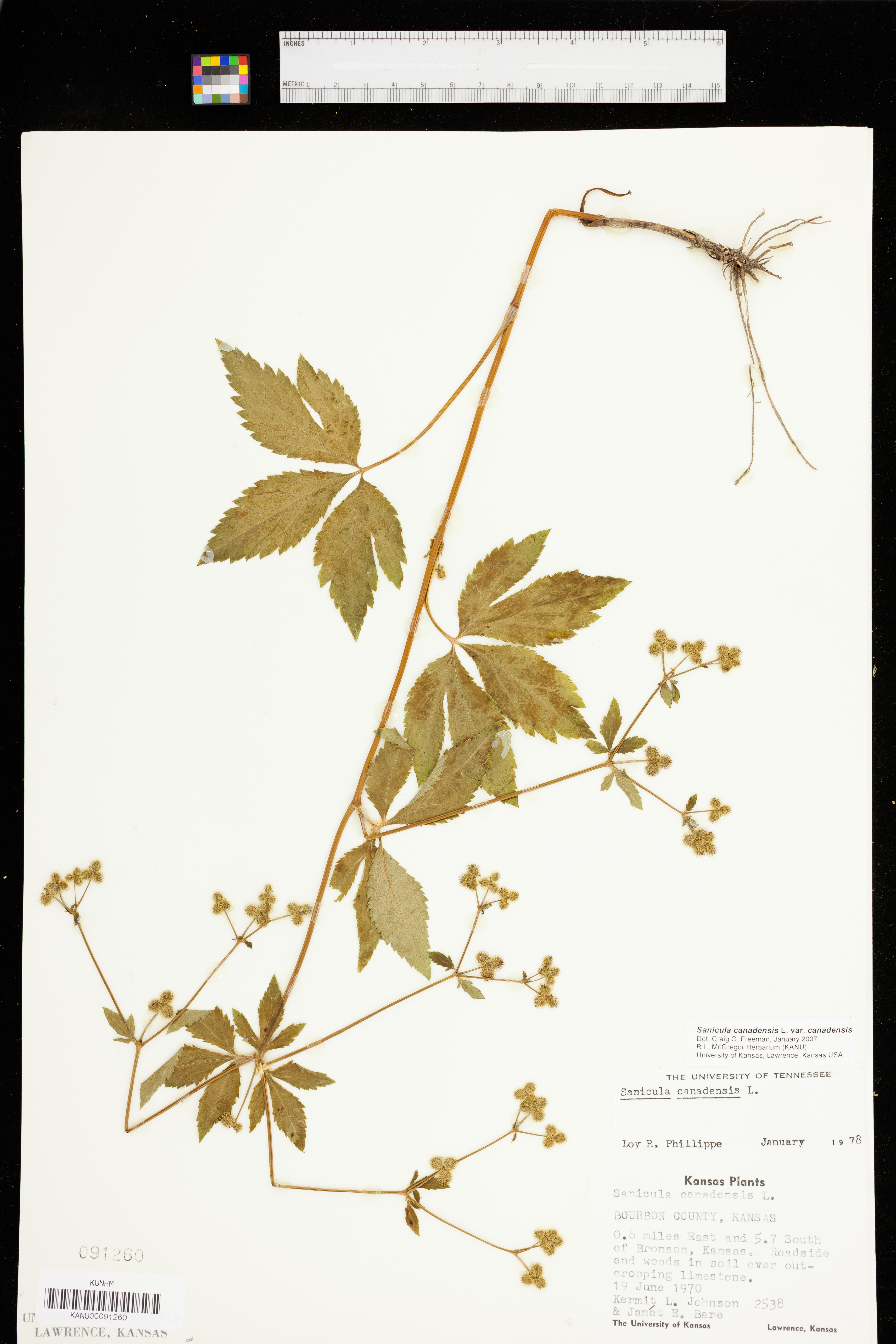 Sanicula canadensis var. canadensis image