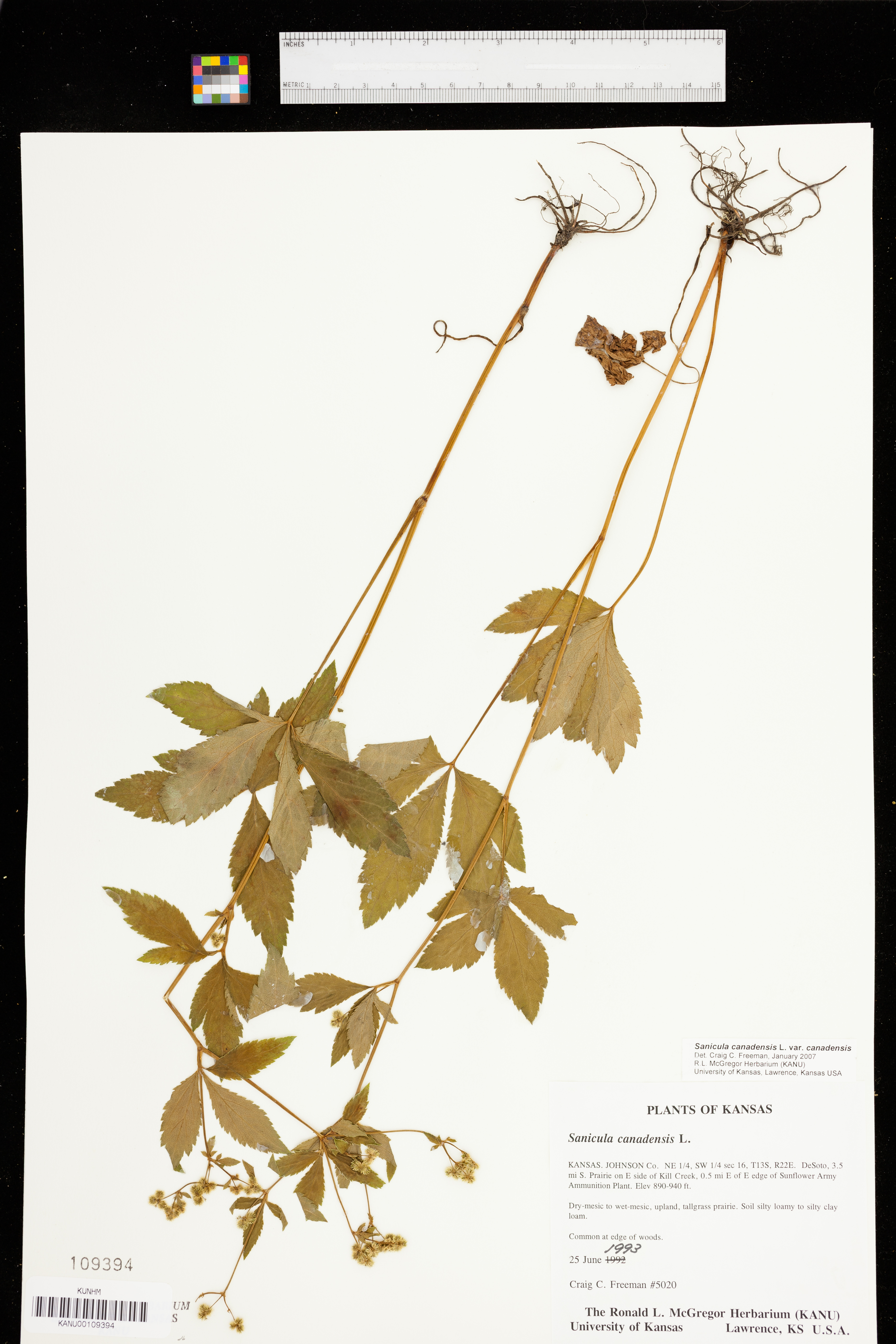 Sanicula canadensis var. canadensis image