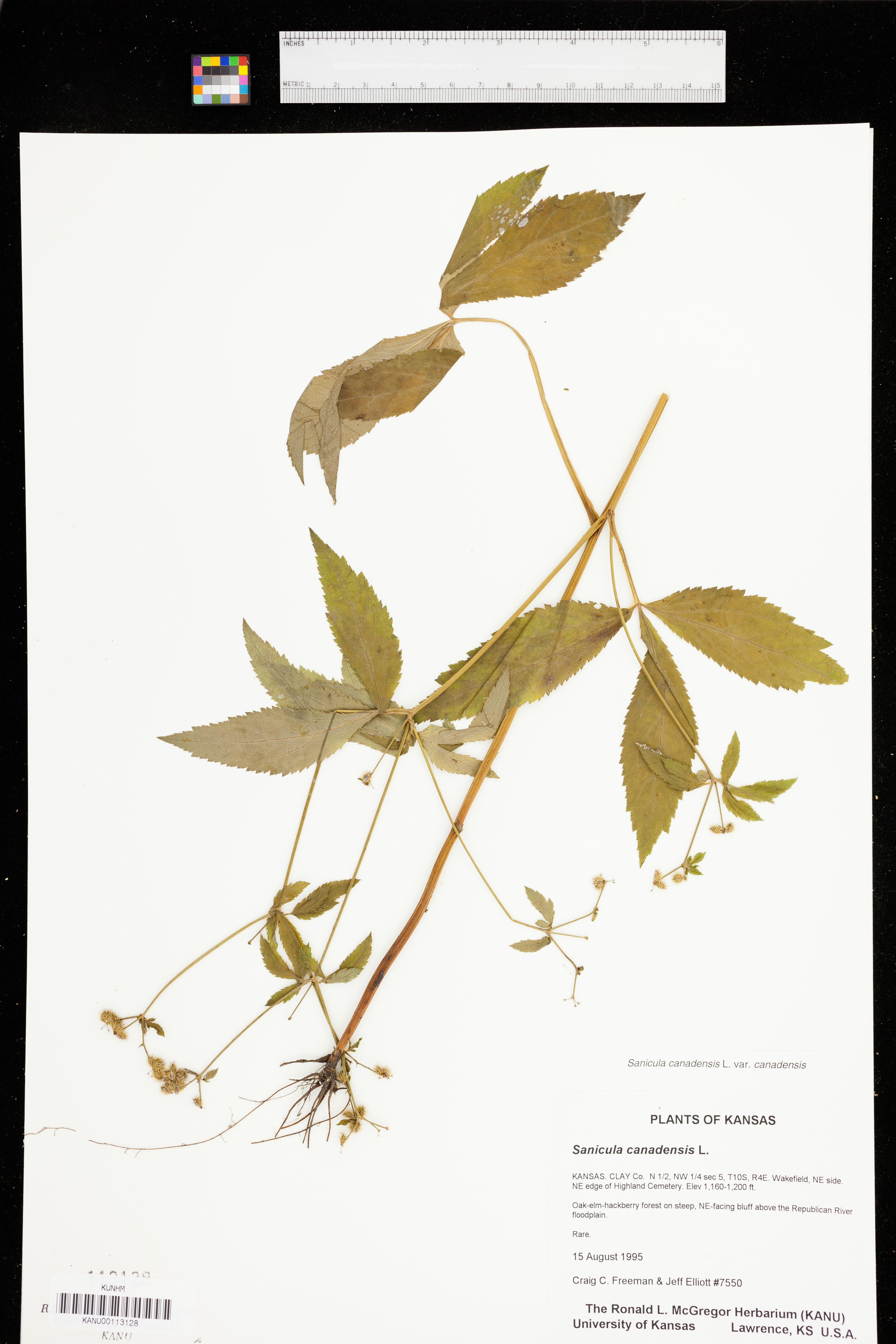 Sanicula canadensis var. canadensis image