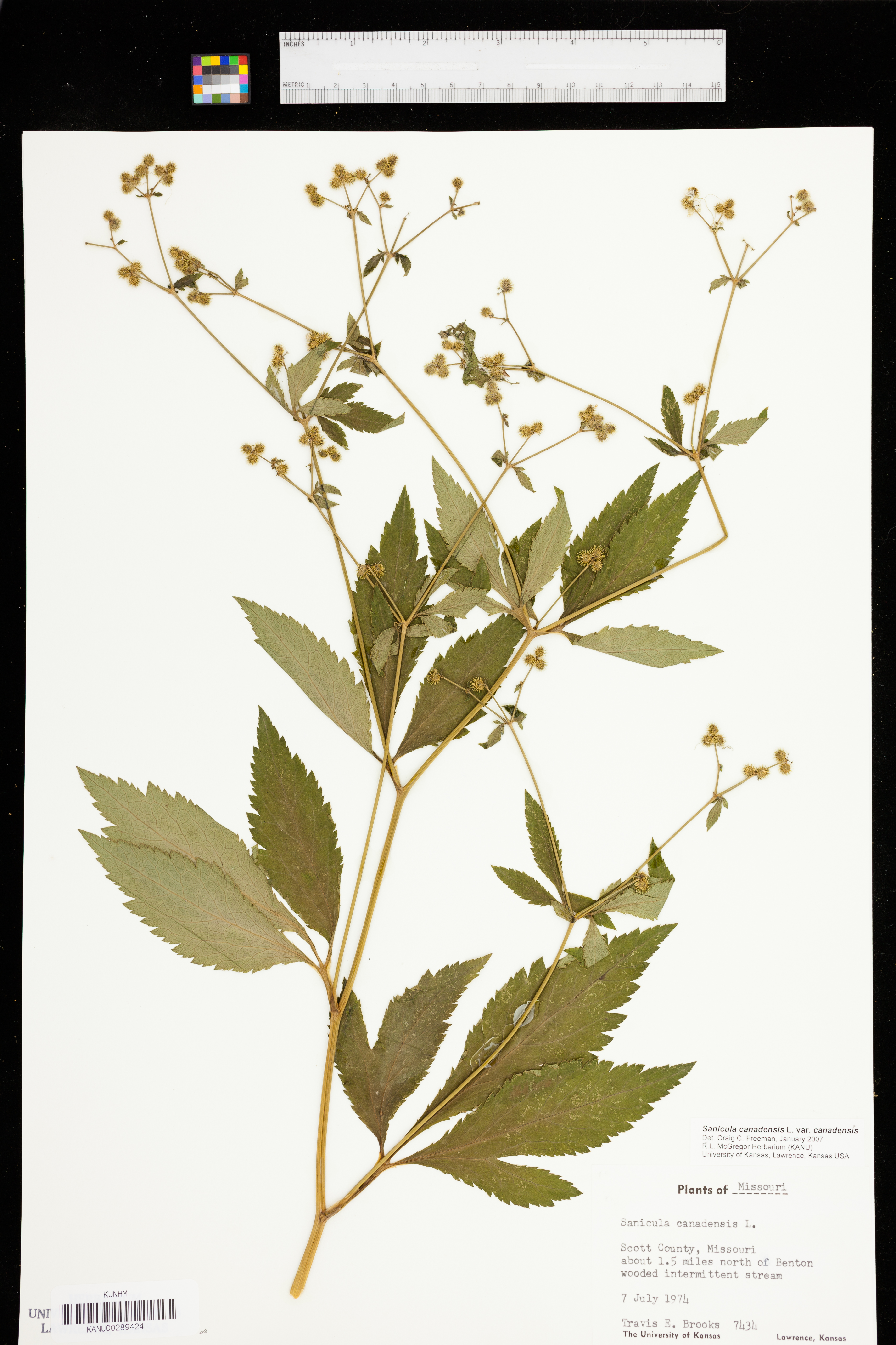 Sanicula canadensis var. canadensis image