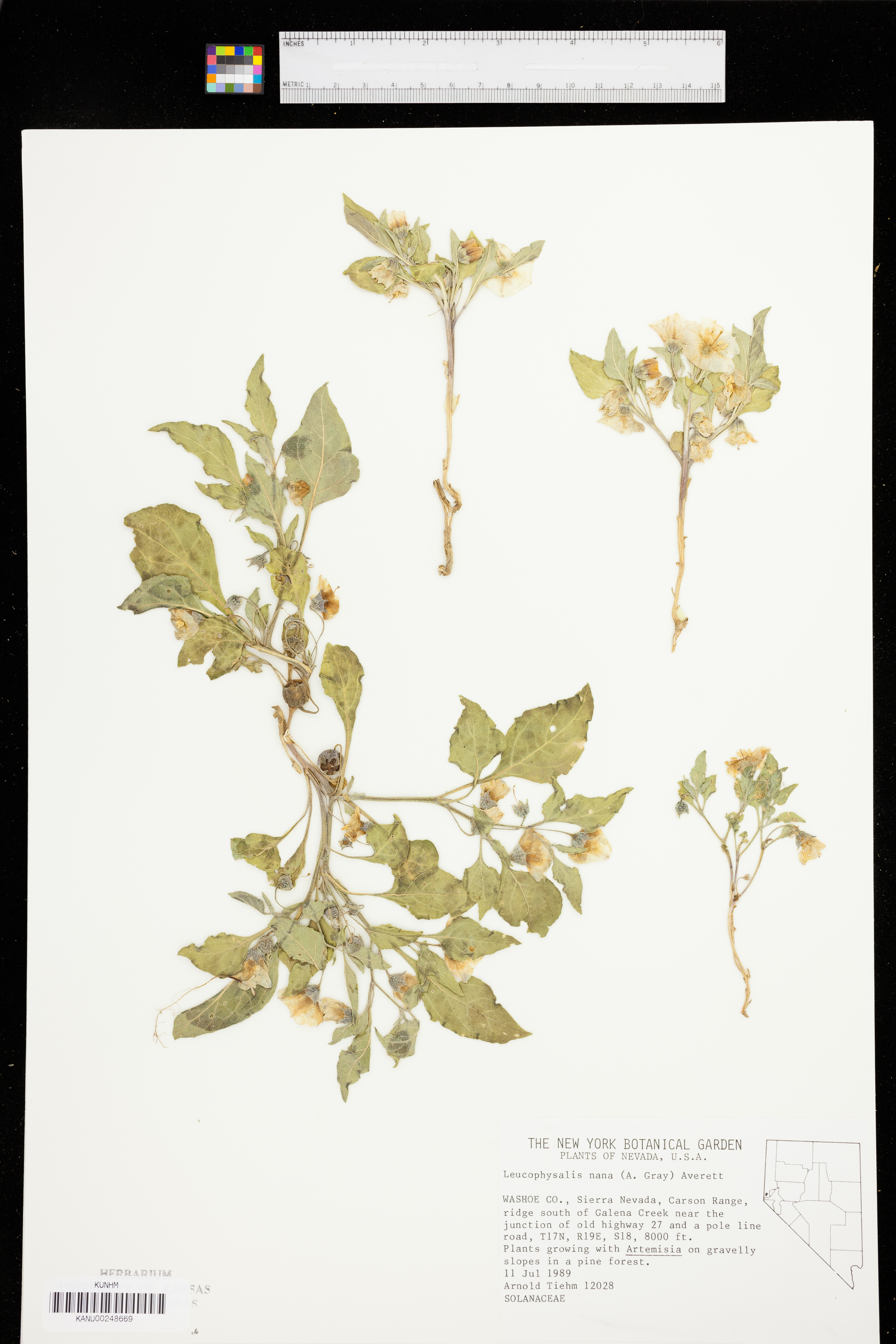 Leucophysalis nana image