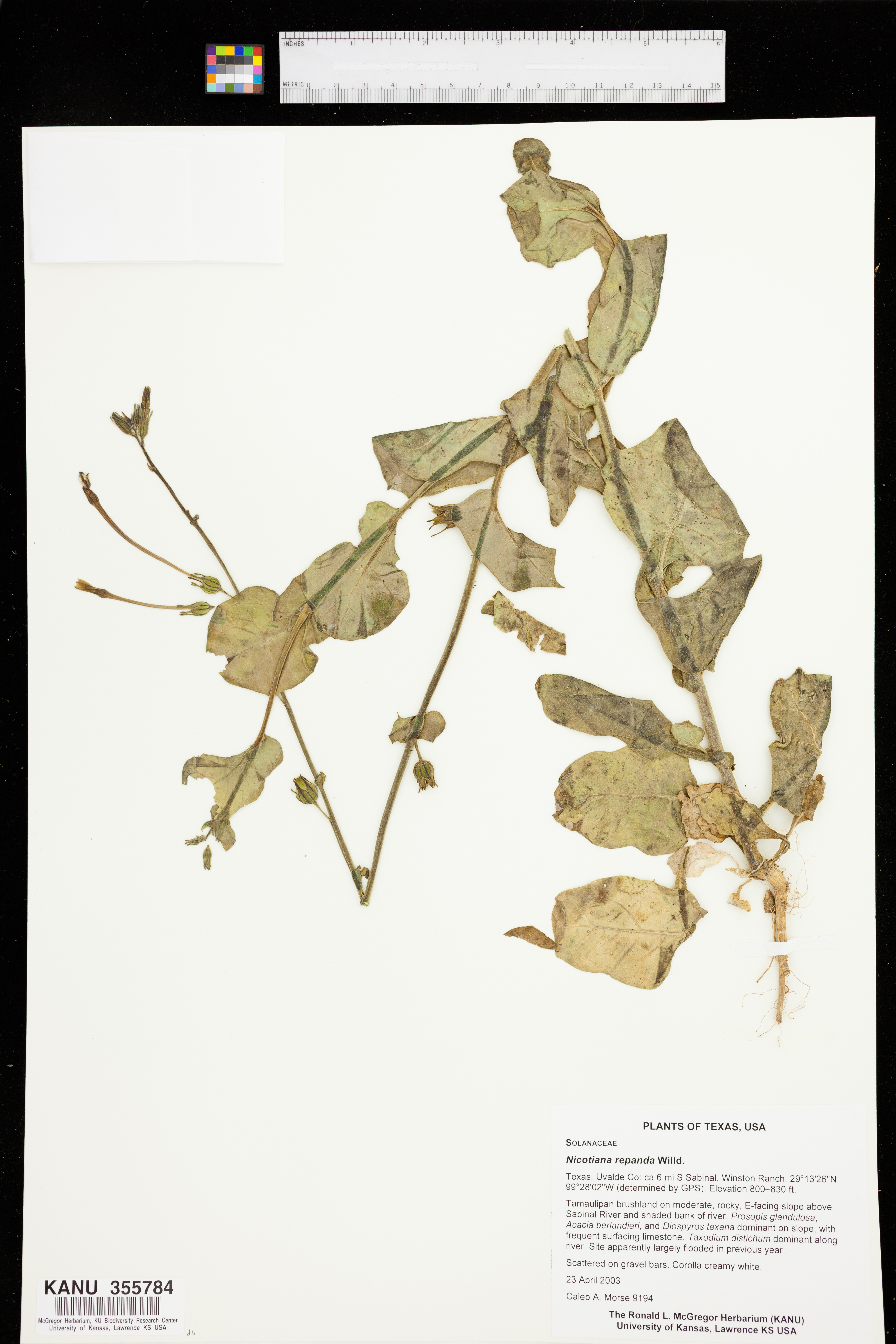 Nicotiana repanda image