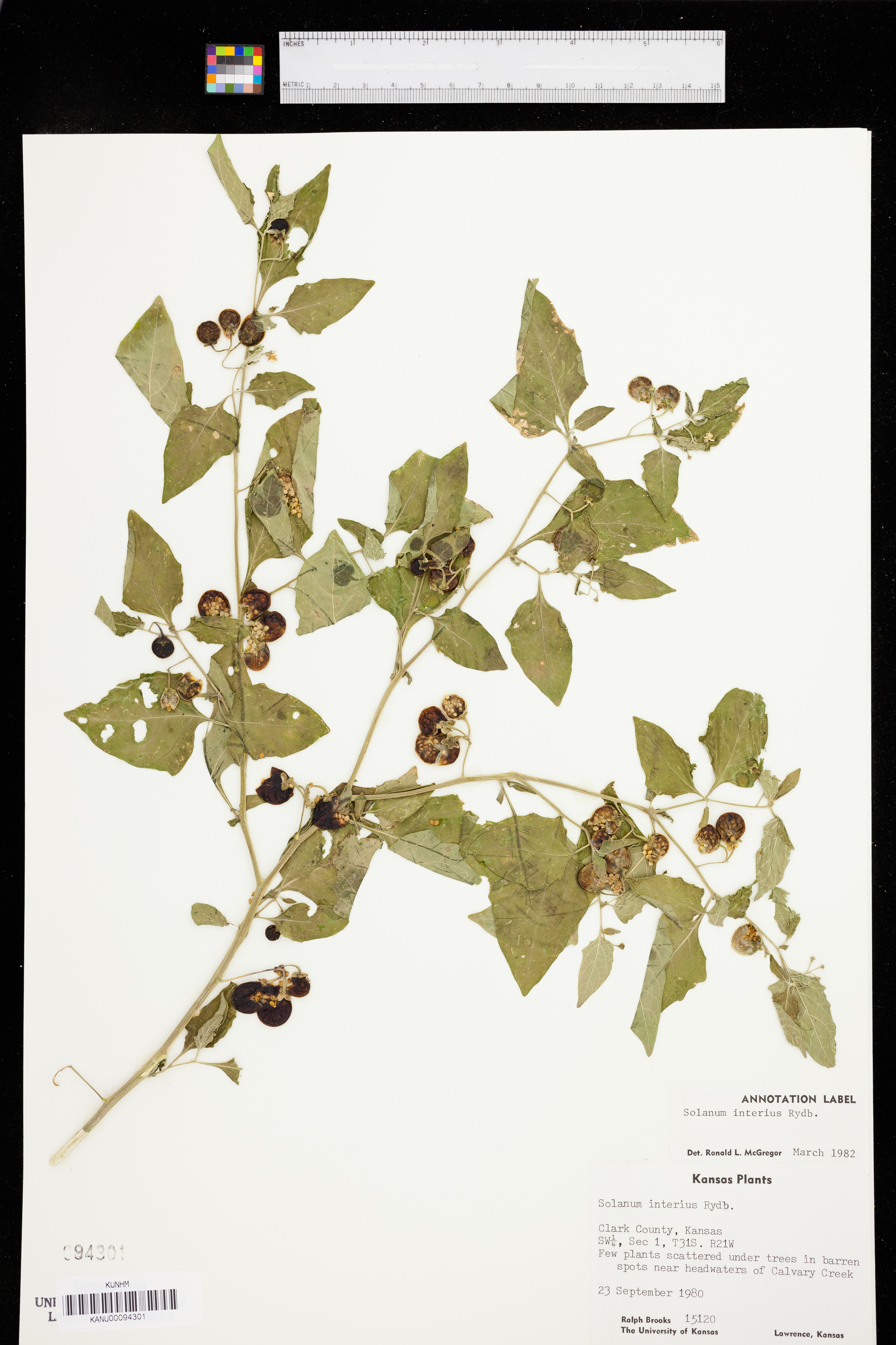 Solanum interius image