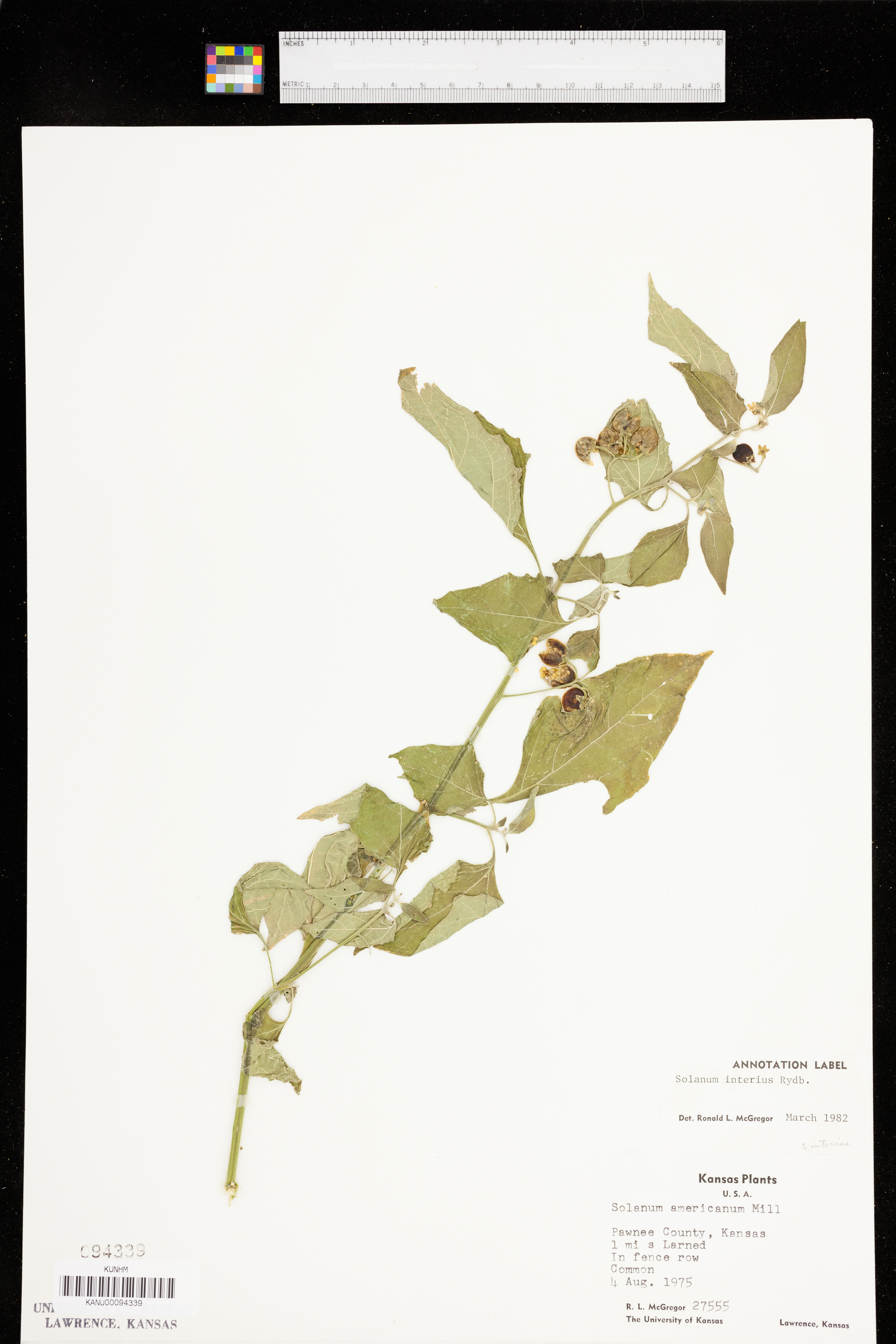 Solanum interius image
