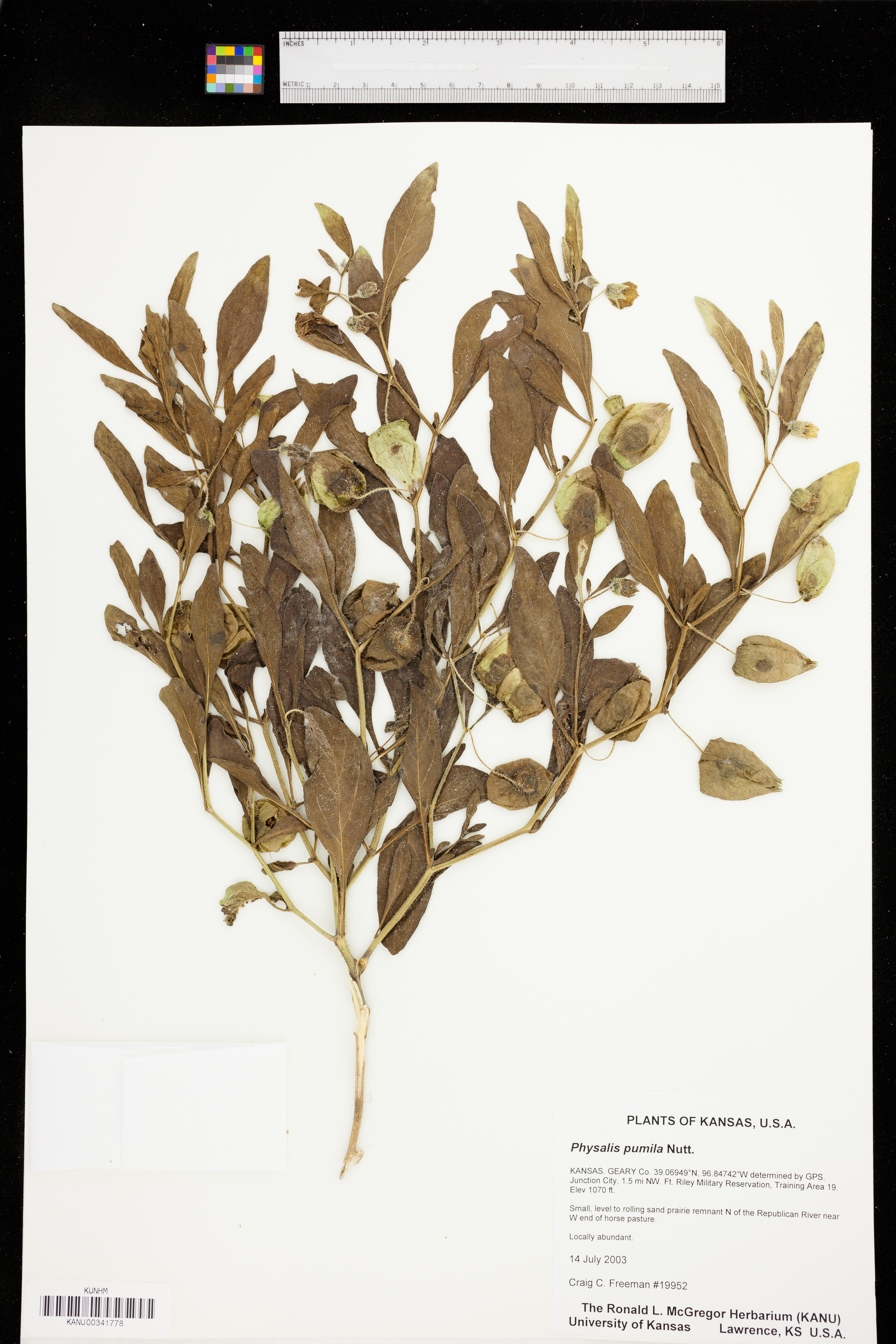 Physalis pumila image