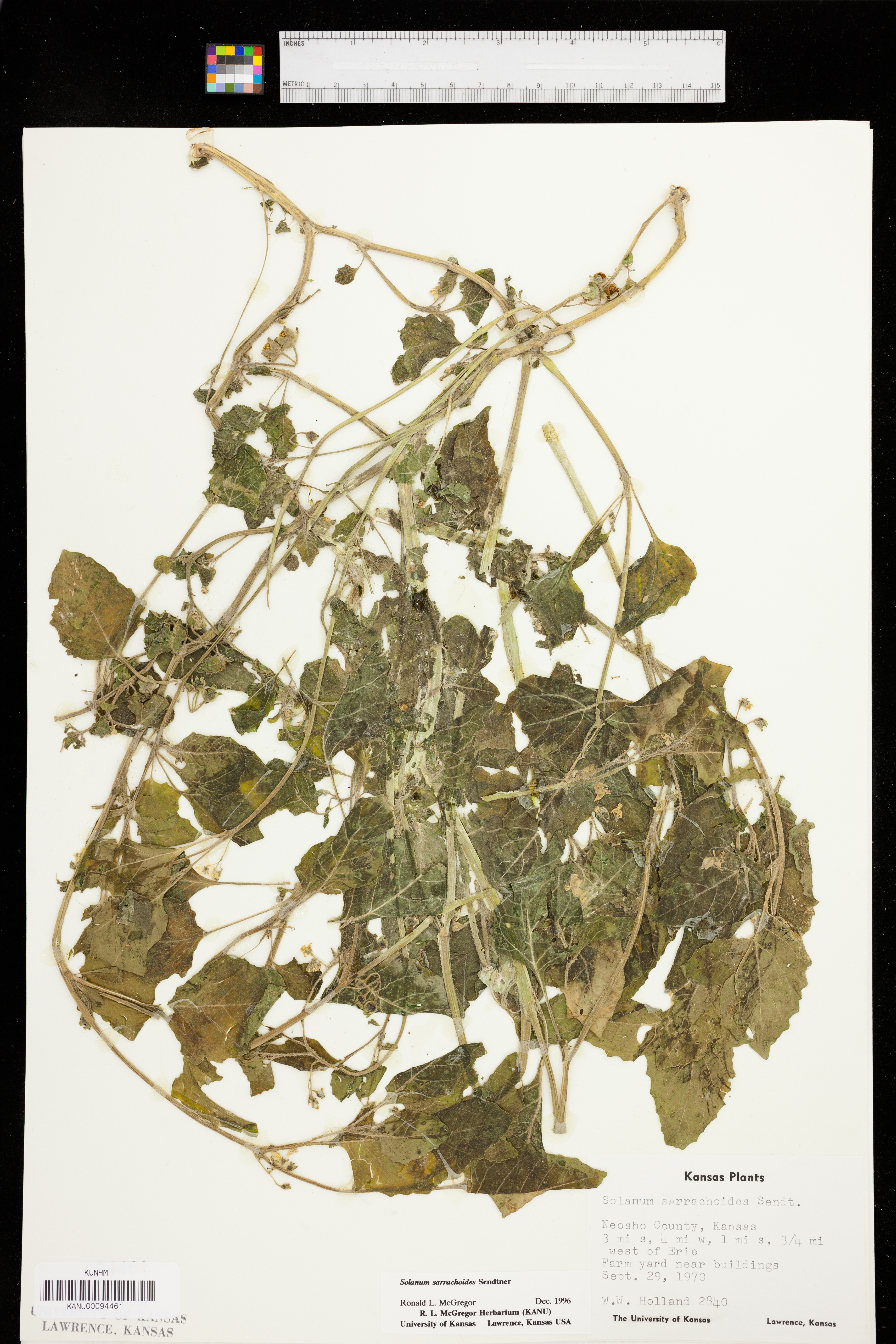 Solanum sarrachoides image