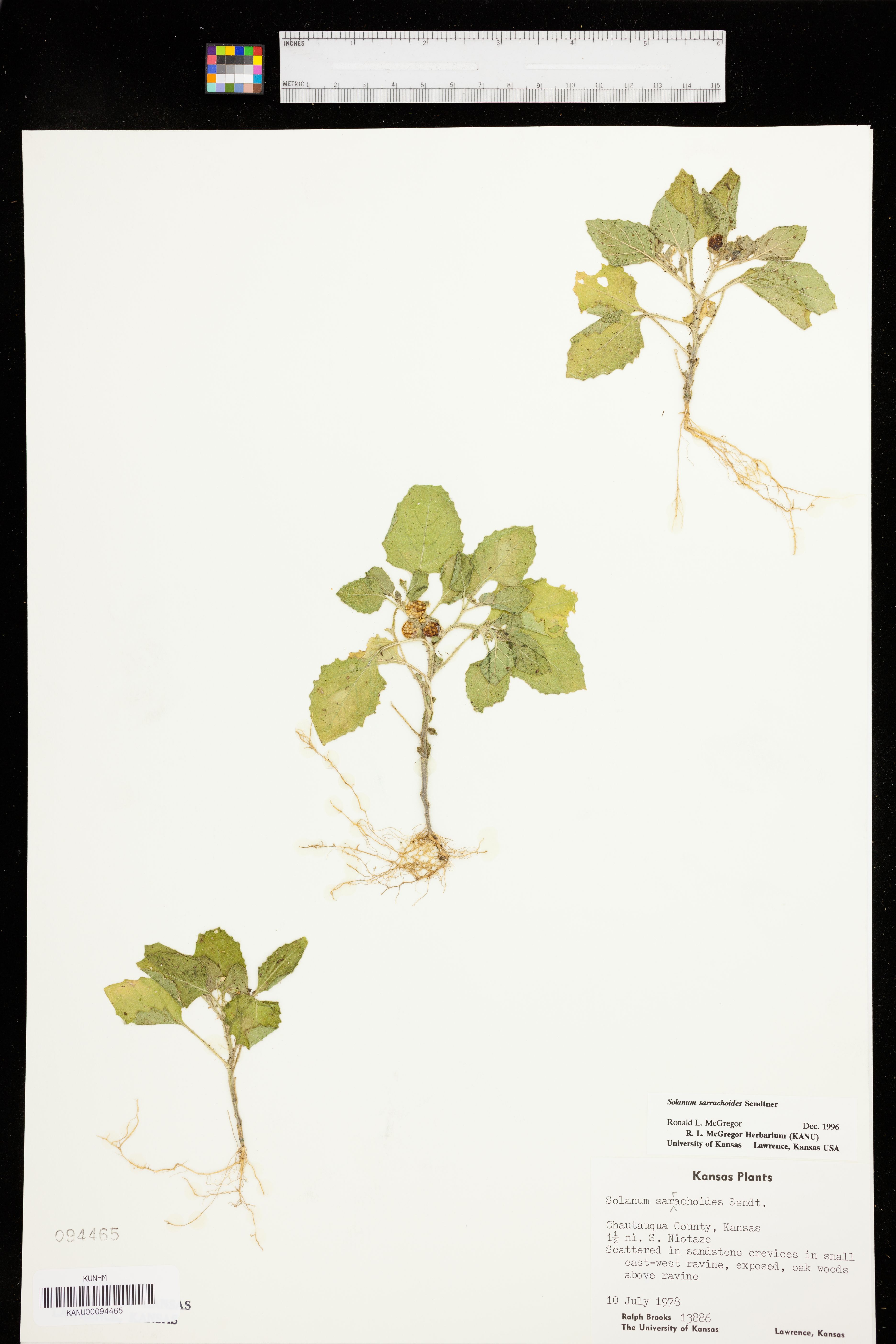 Solanum sarrachoides image