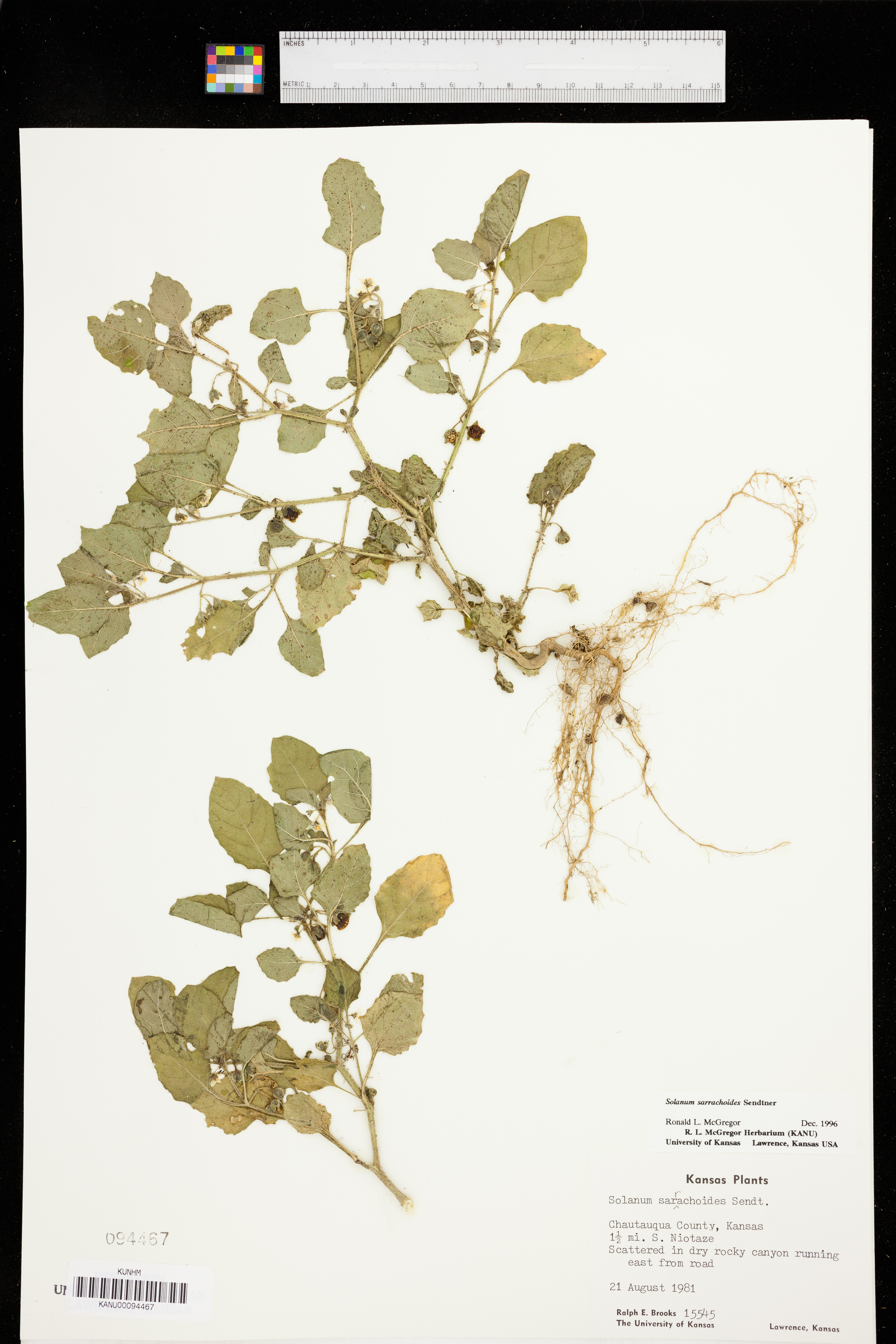 Solanum sarrachoides image