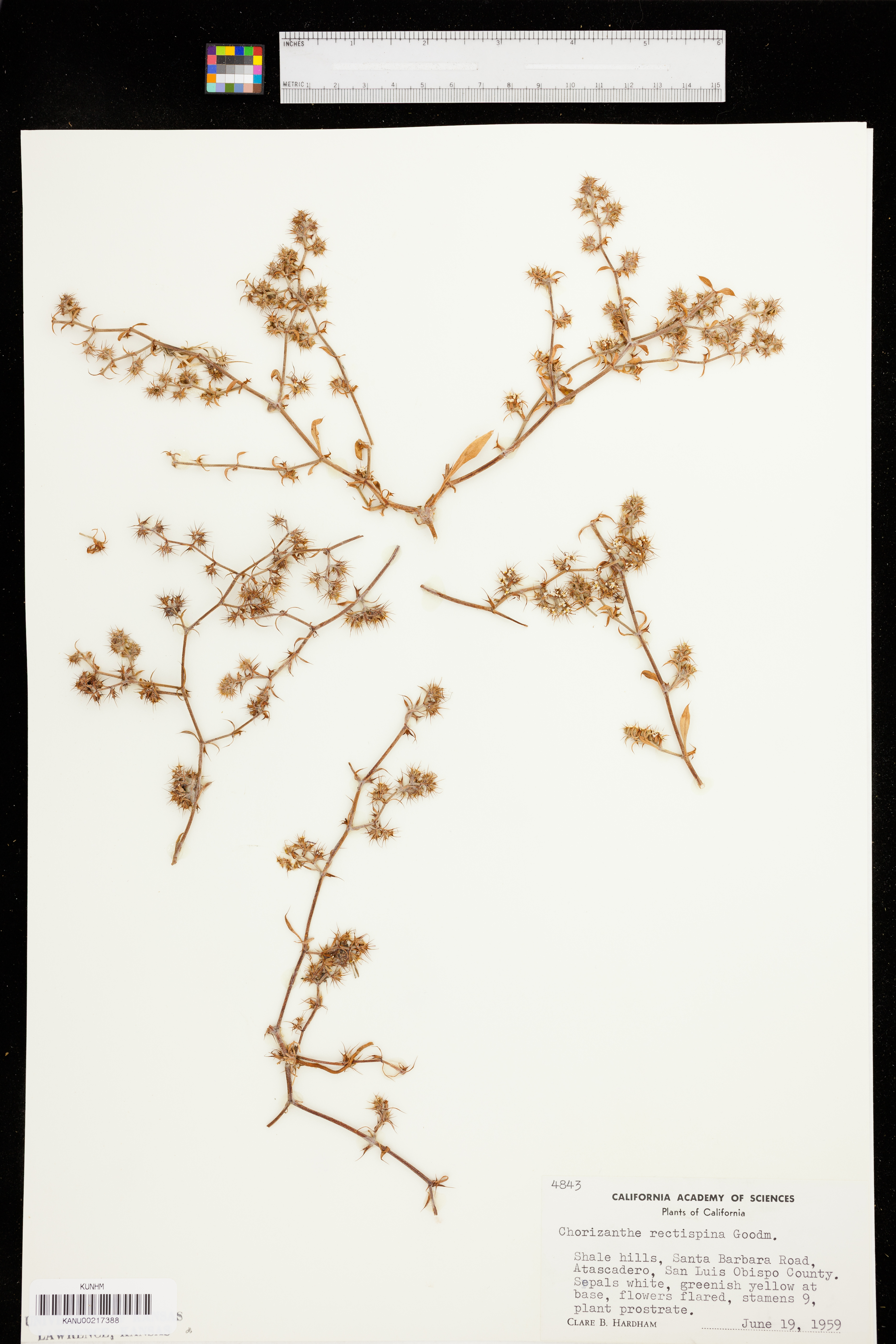 Chorizanthe rectispina image