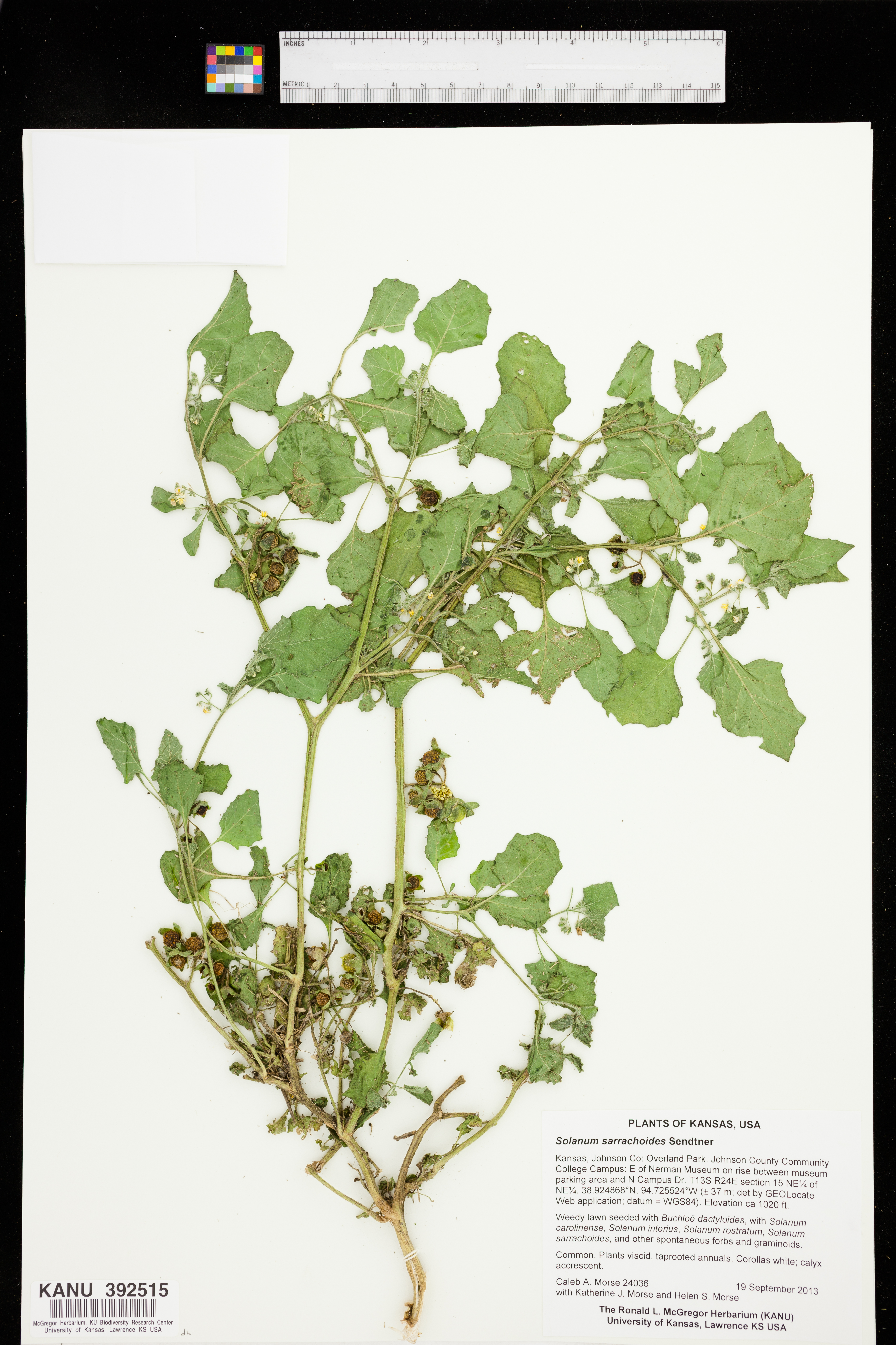 Solanum sarrachoides image