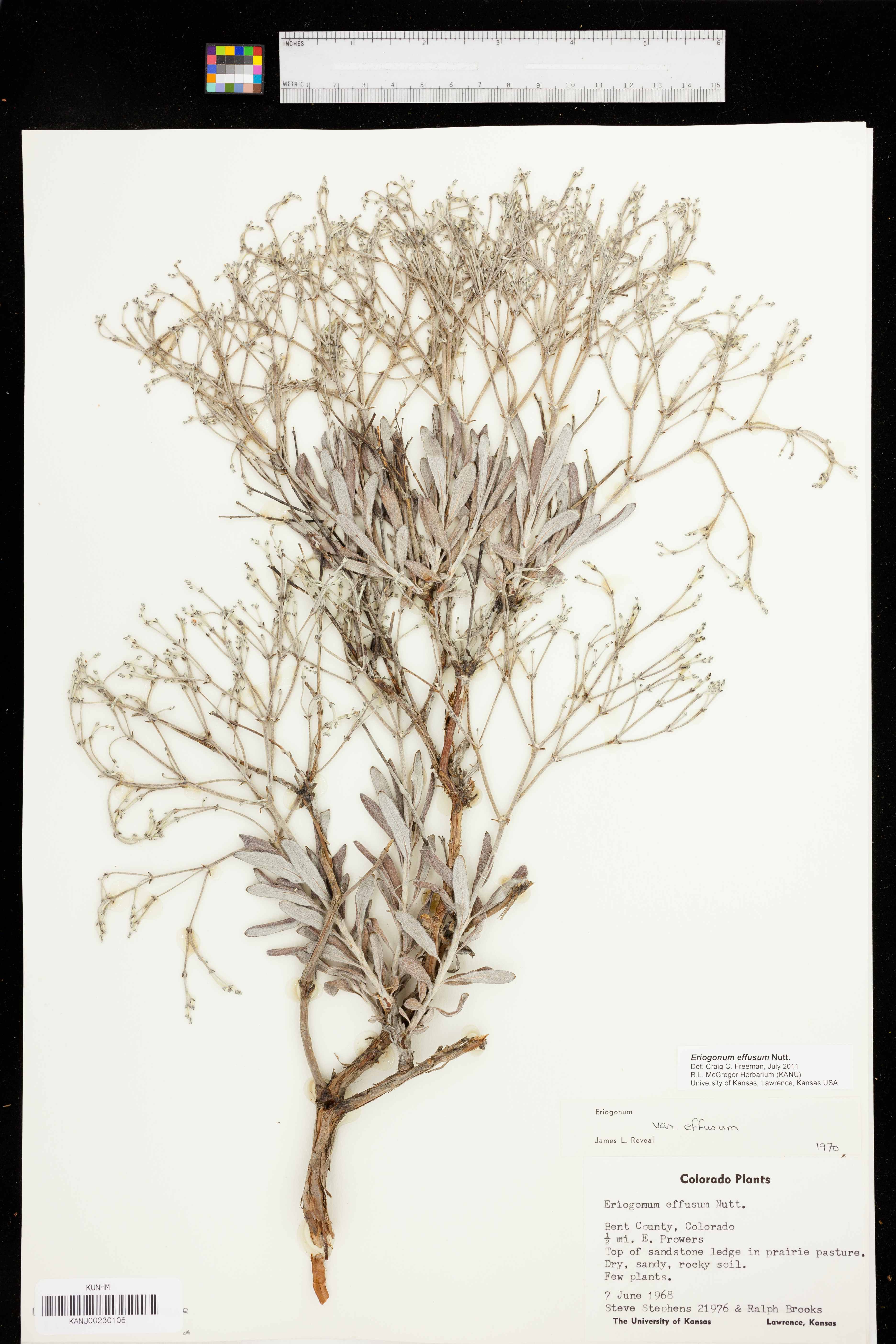 Eriogonum effusum image