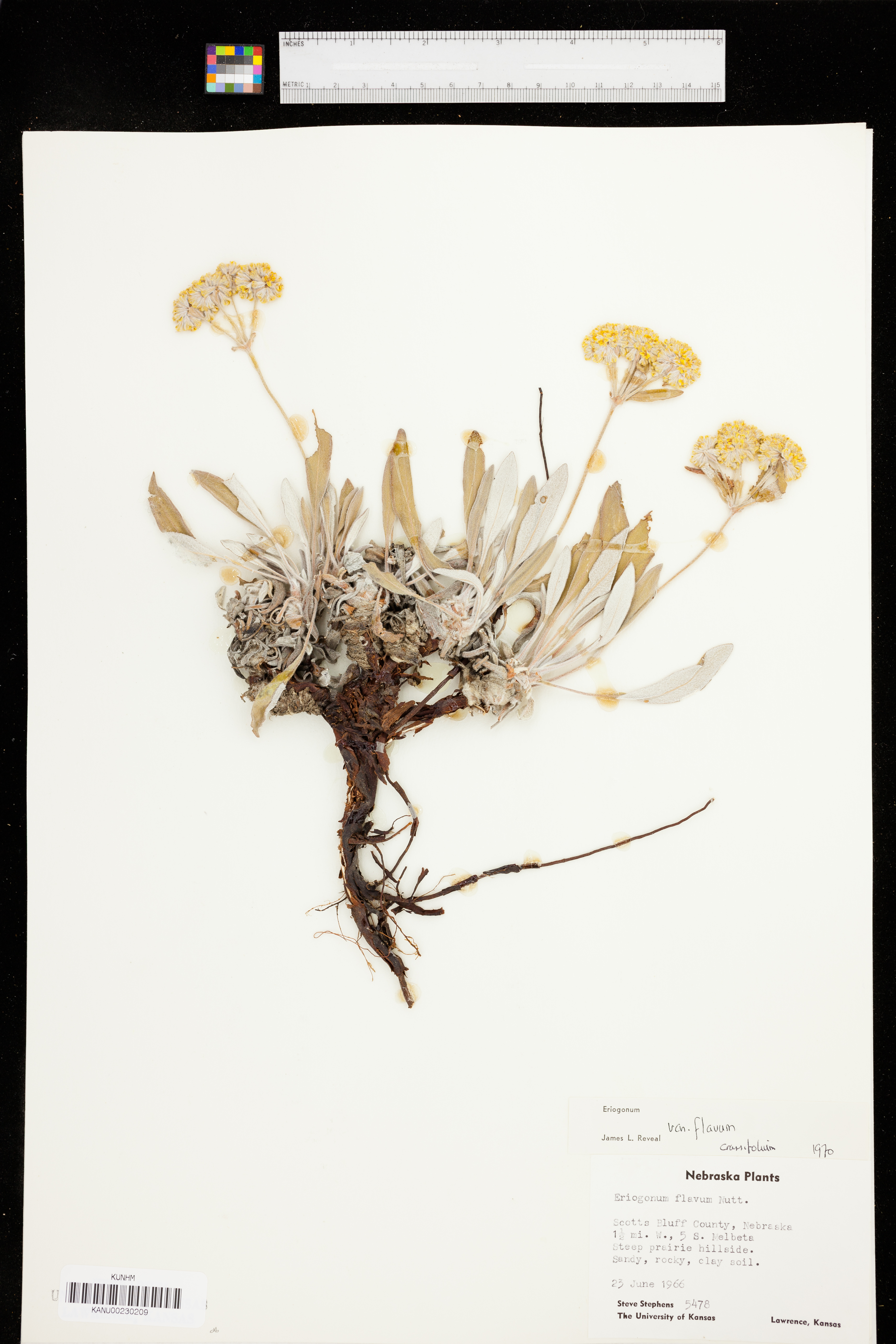 Eriogonum flavum image