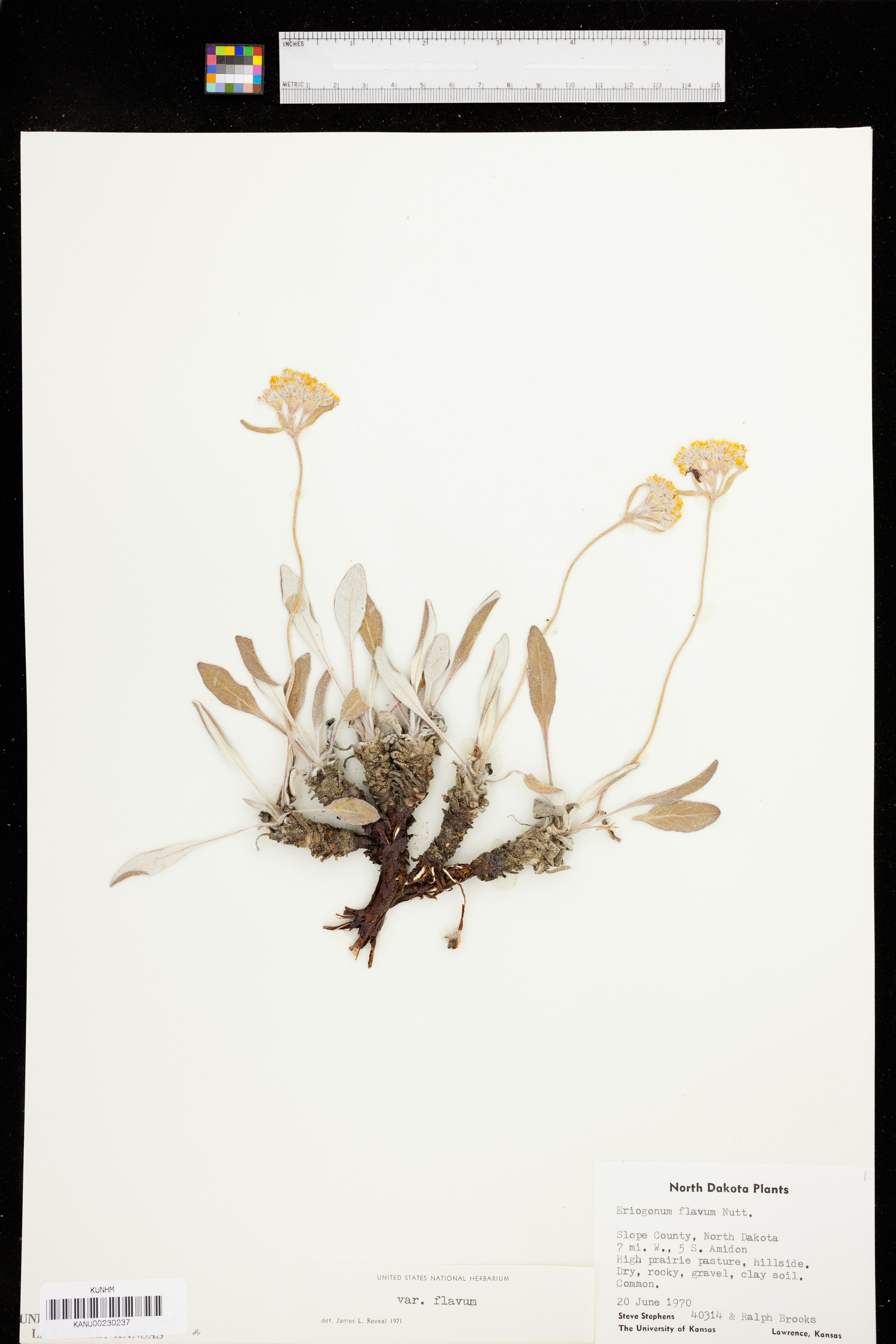 Eriogonum flavum image