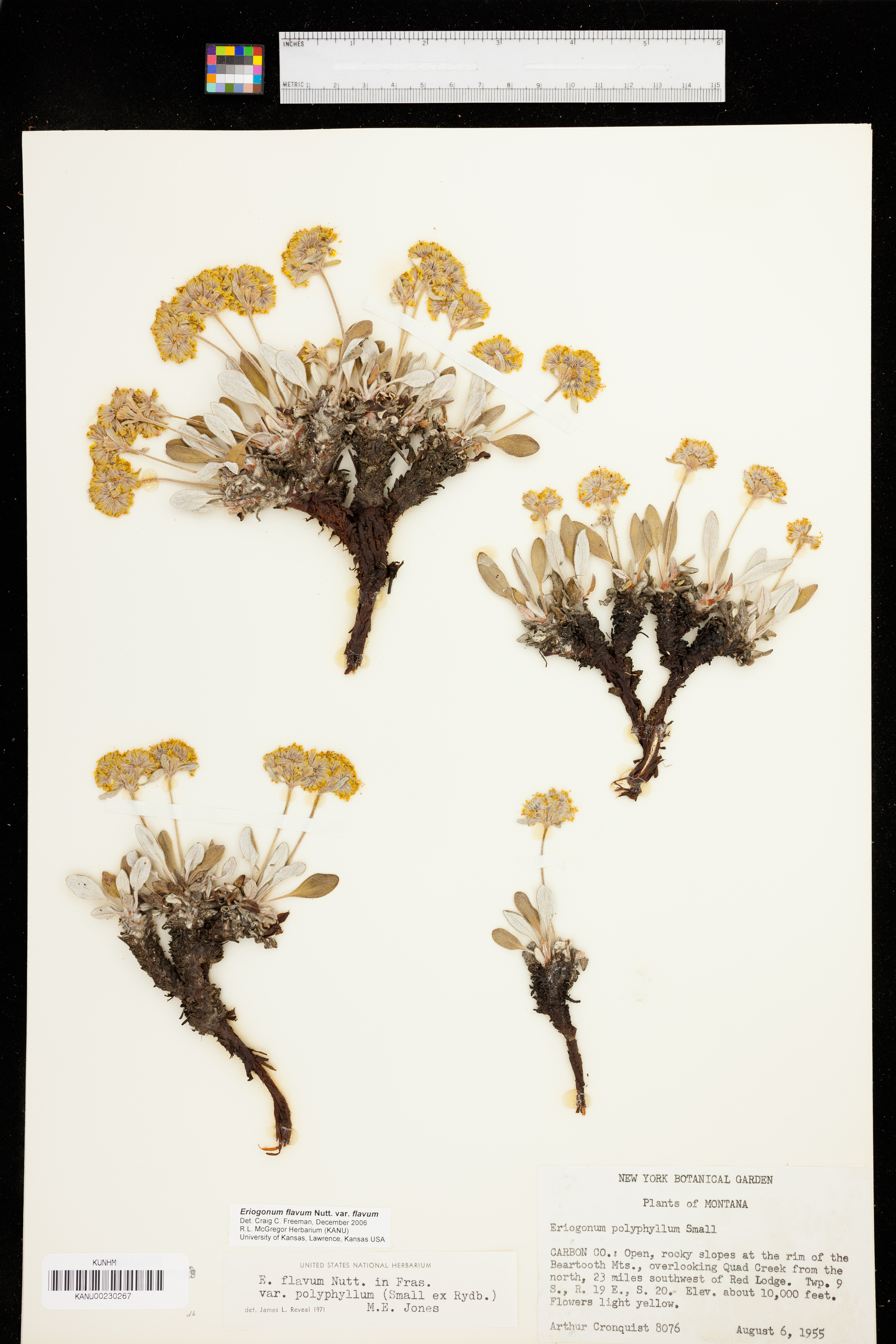 Eriogonum flavum image