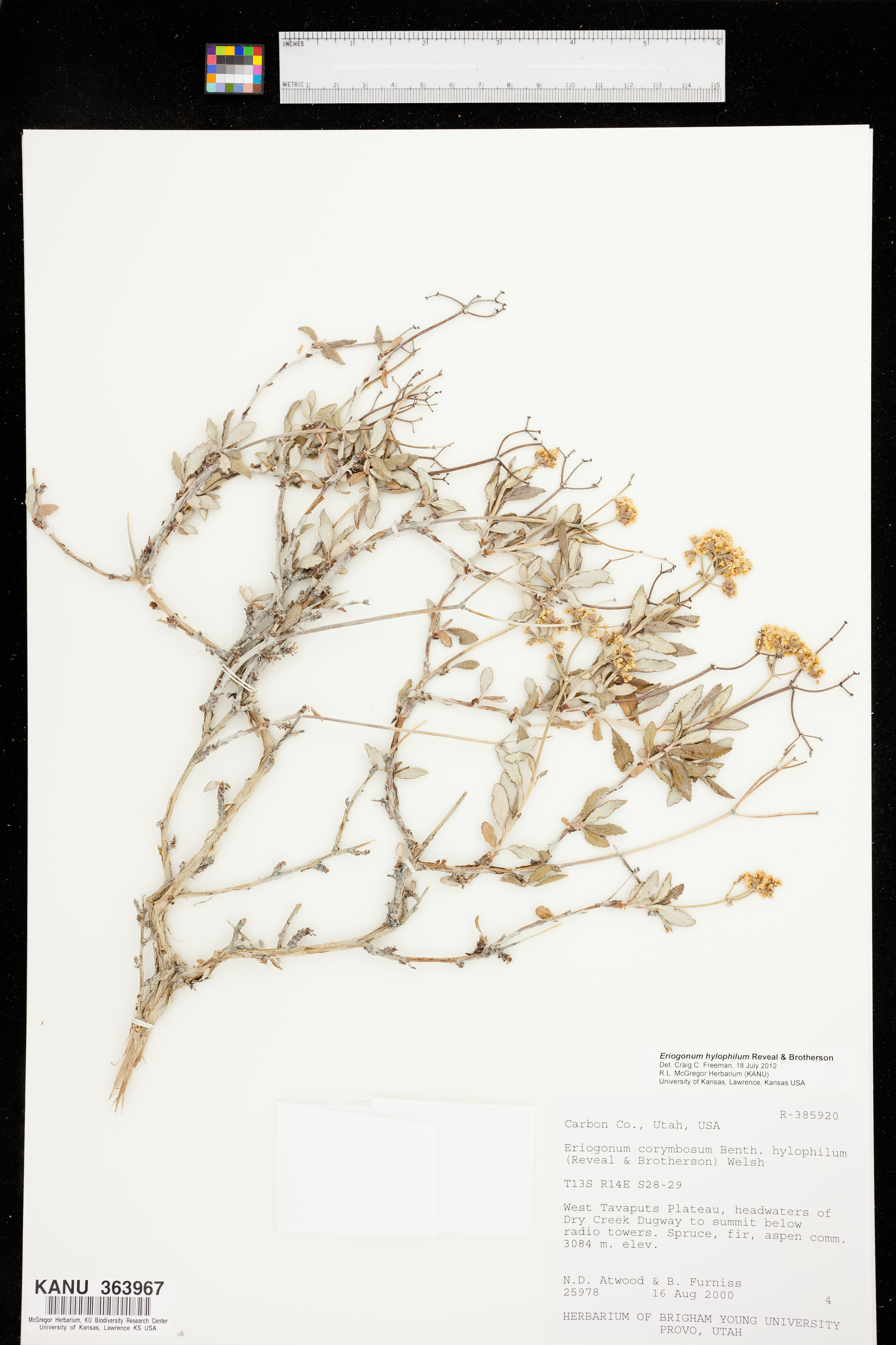 Eriogonum hylophilum image