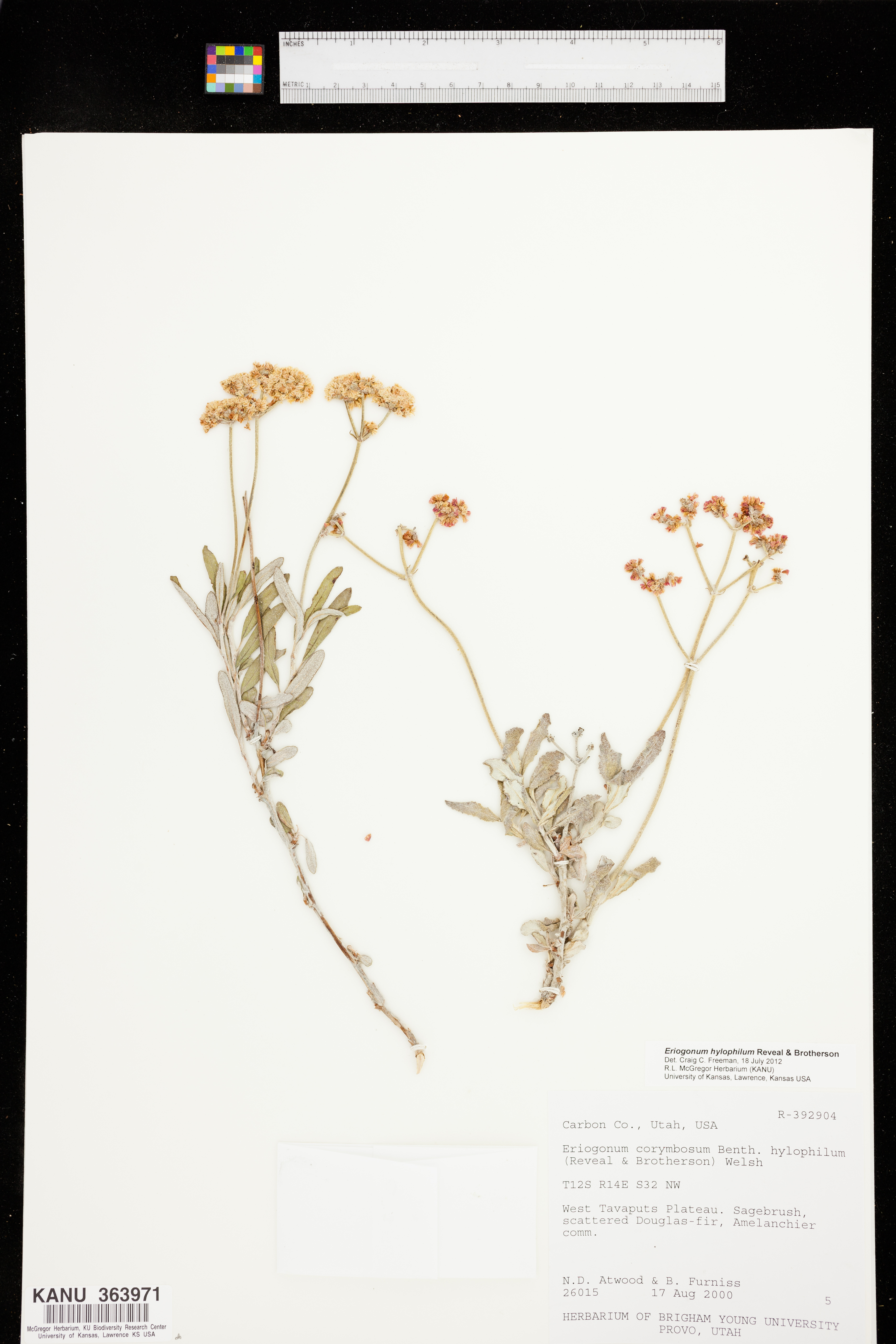 Eriogonum hylophilum image