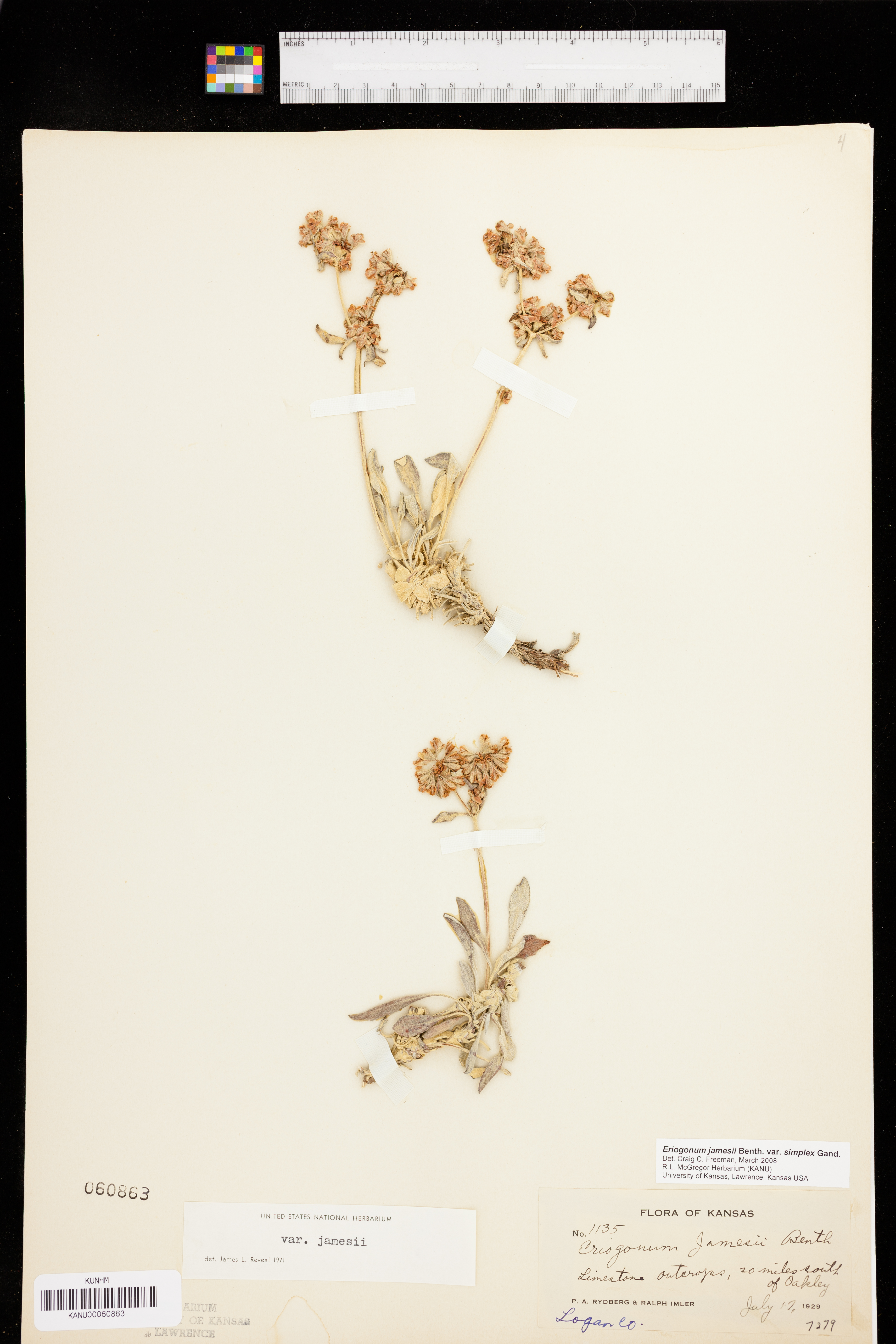 Eriogonum jamesii var. simplex image