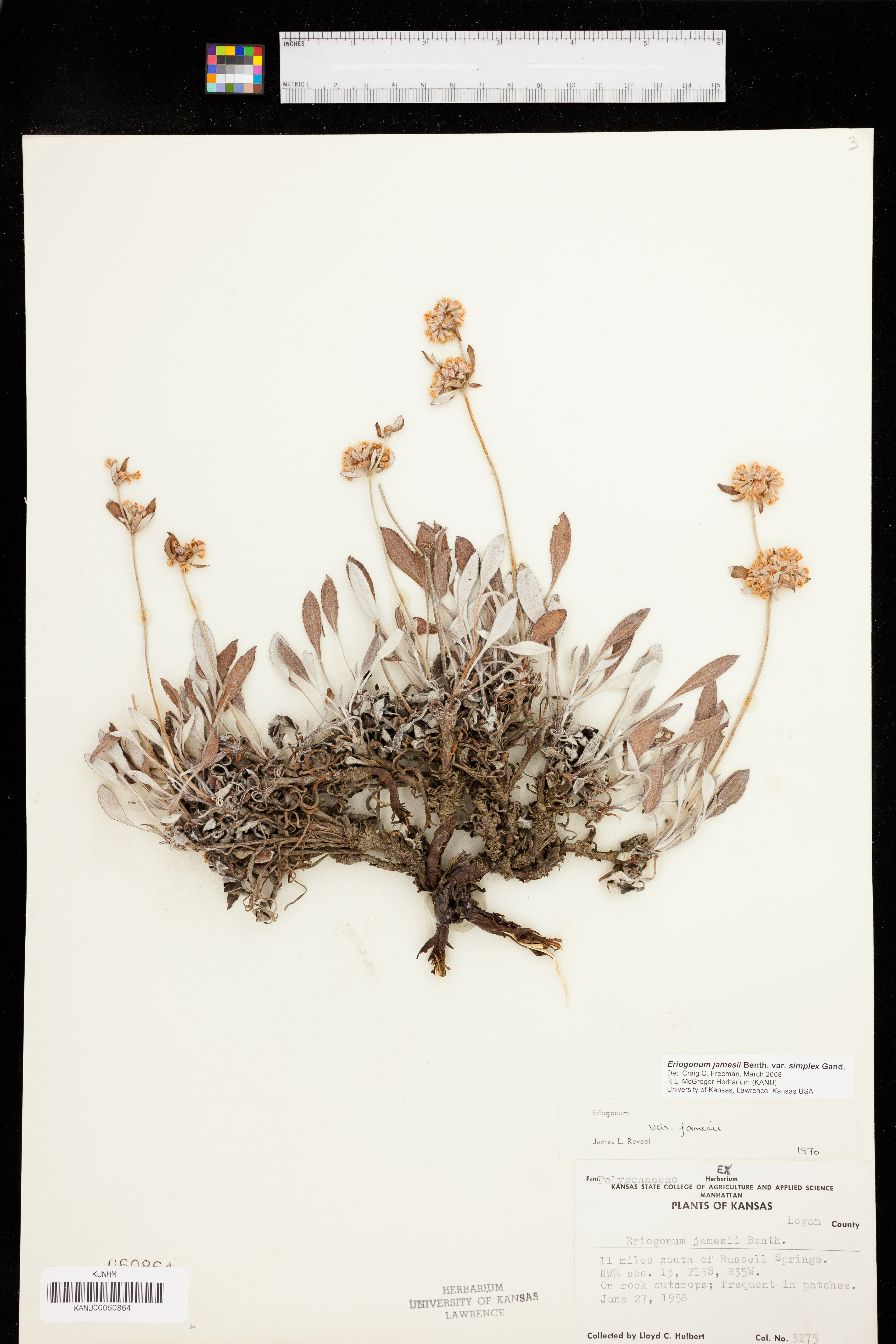 Eriogonum jamesii var. simplex image