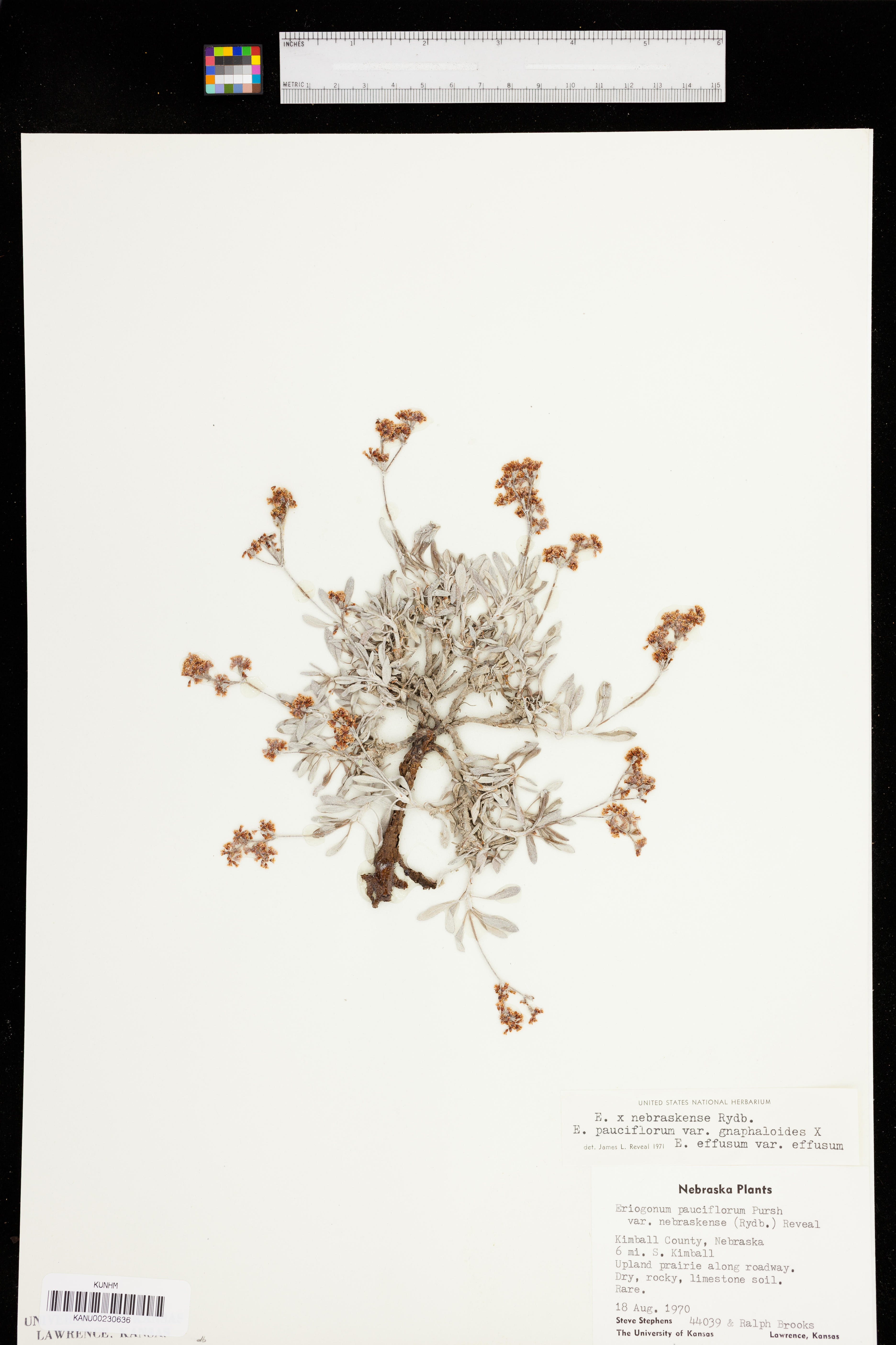 Eriogonum pauciflorum var. nebraskense image