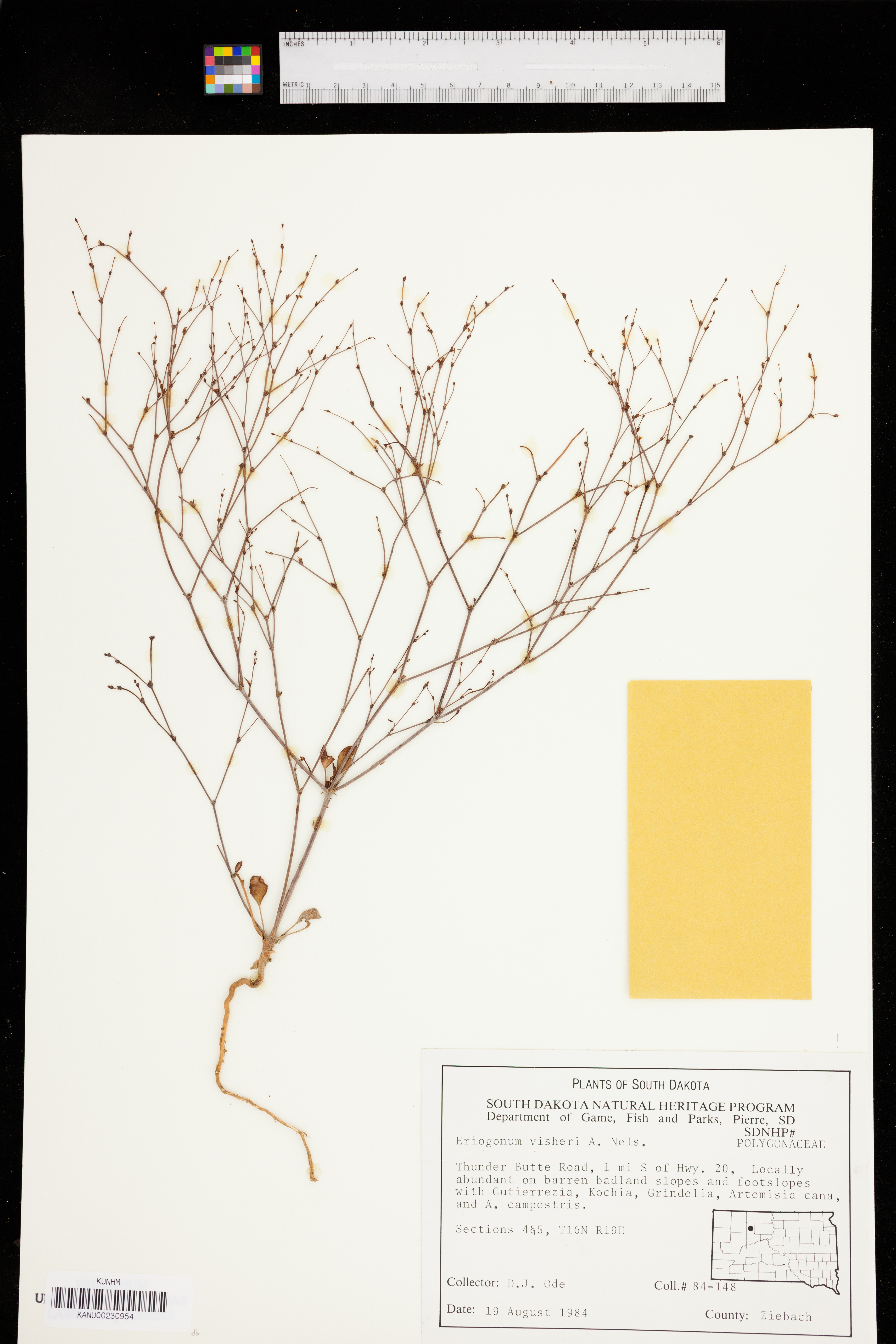 Eriogonum visheri image
