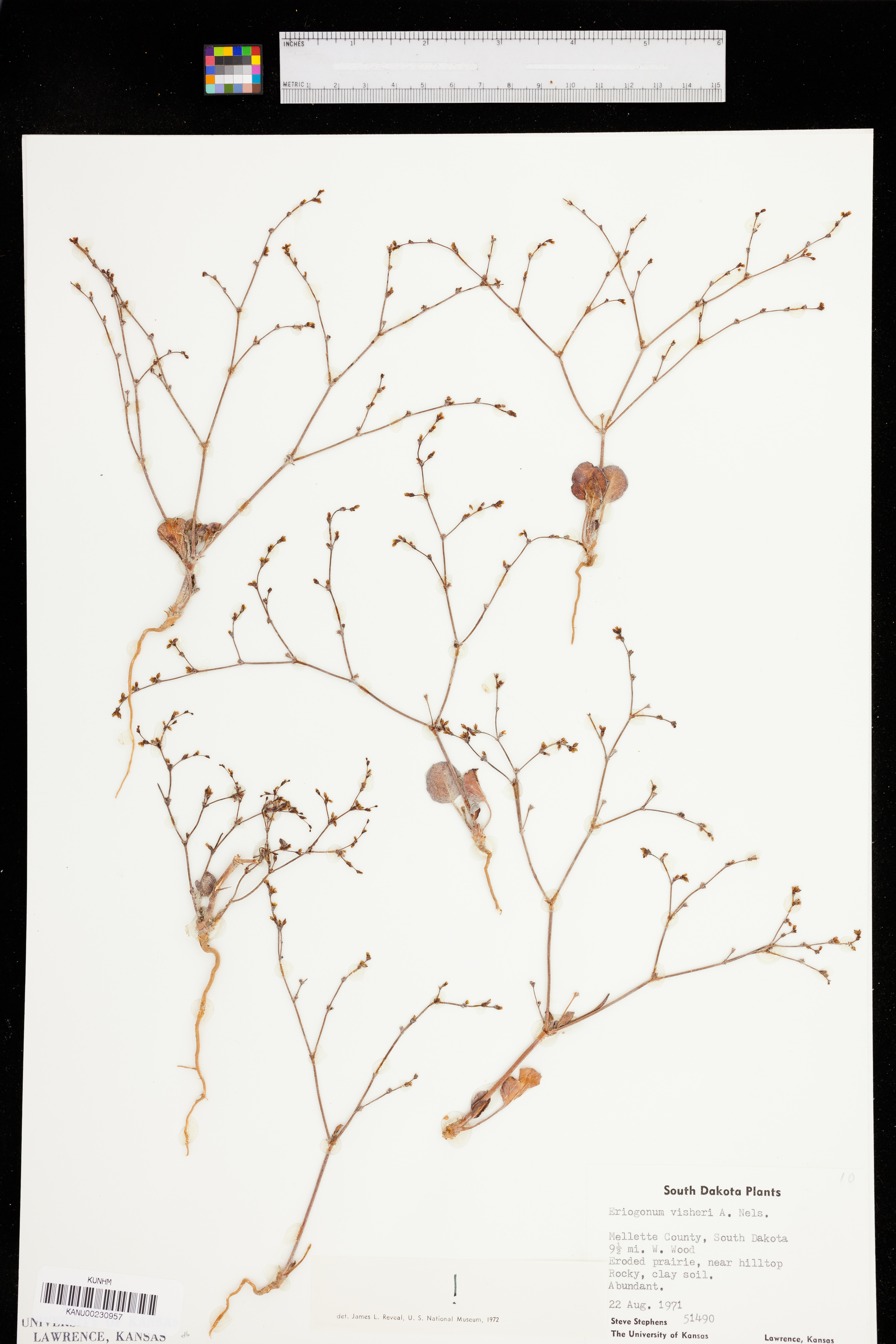 Eriogonum visheri image