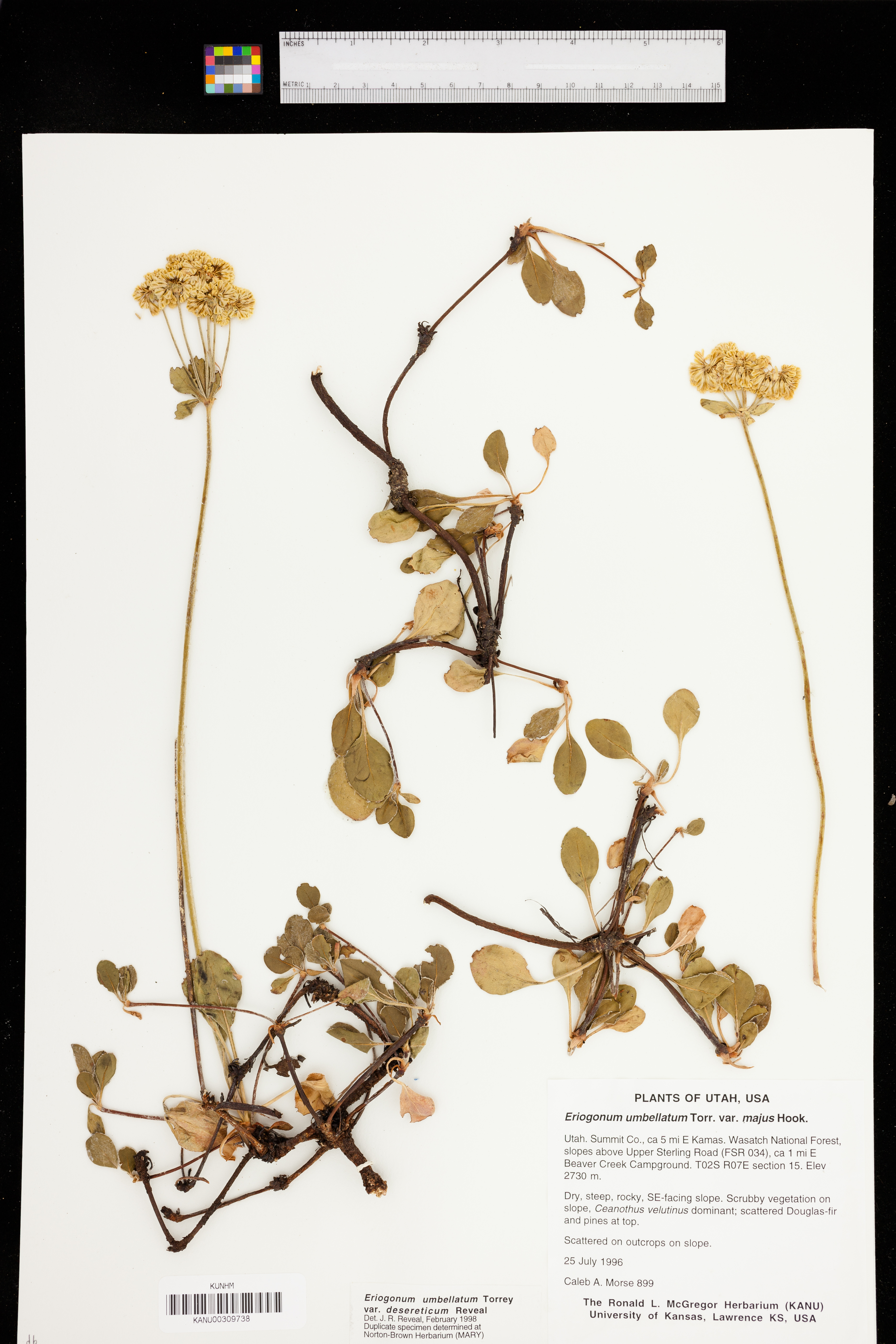 Eriogonum umbellatum var. deserticum image