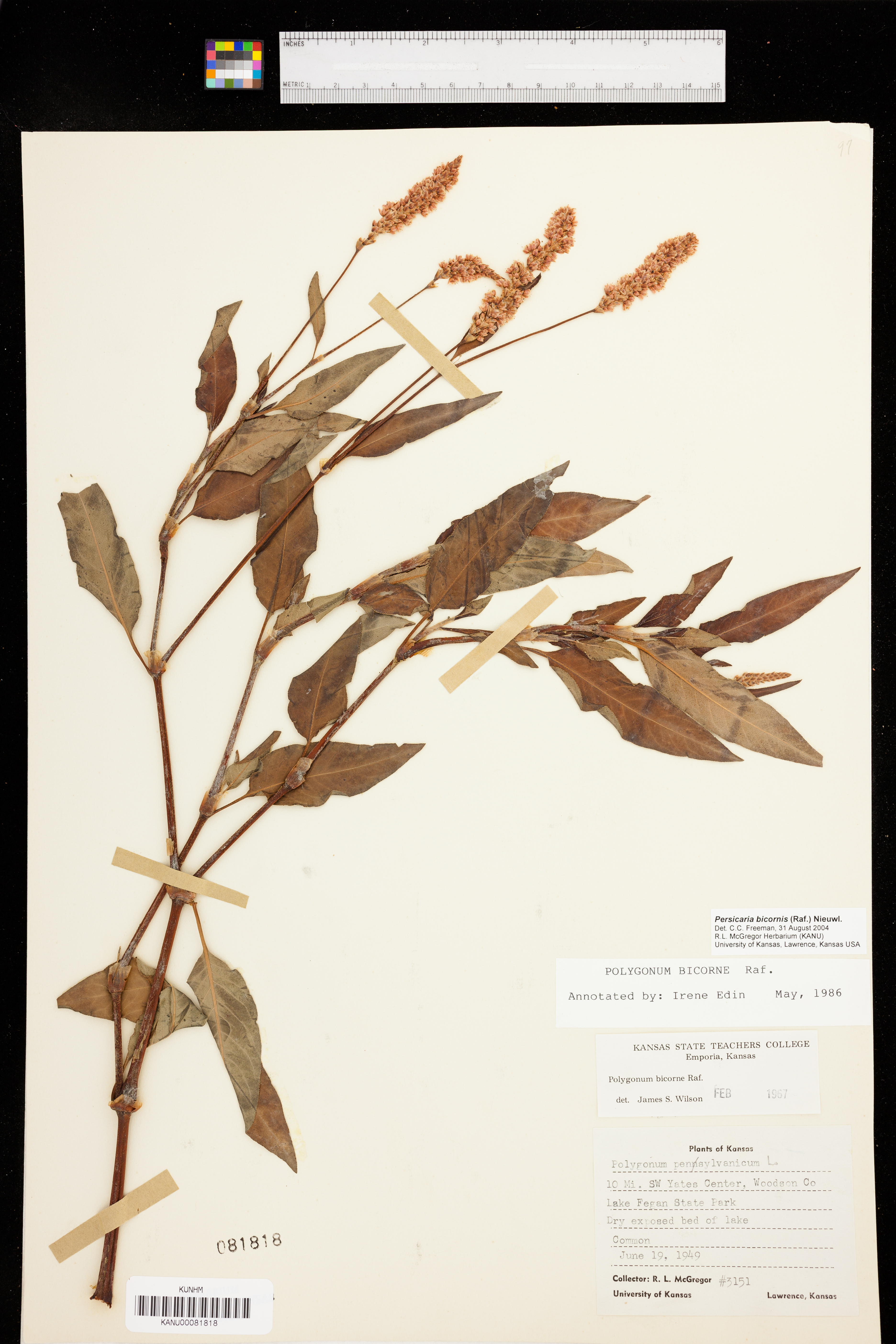 Persicaria bicornis image