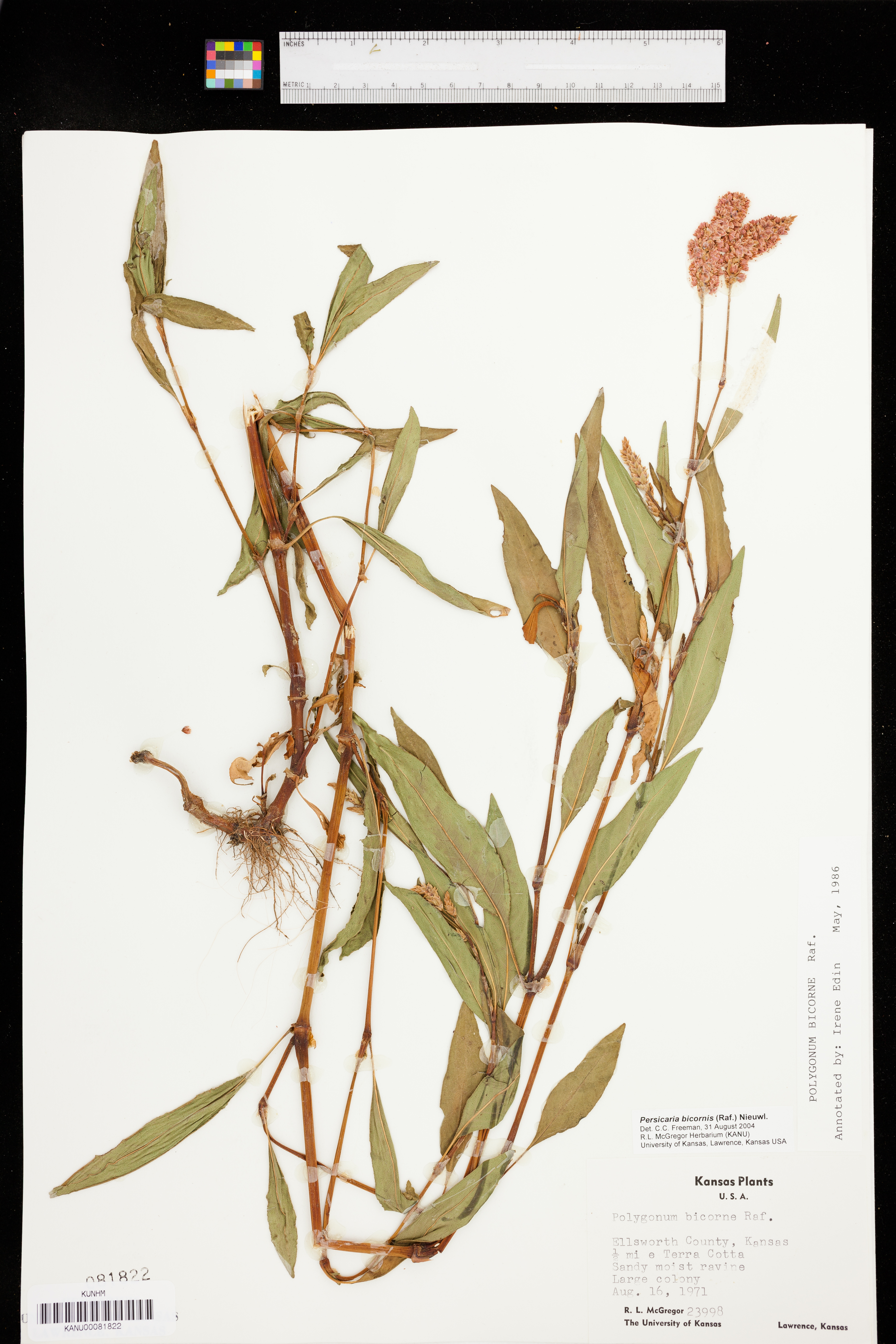 Persicaria bicornis image