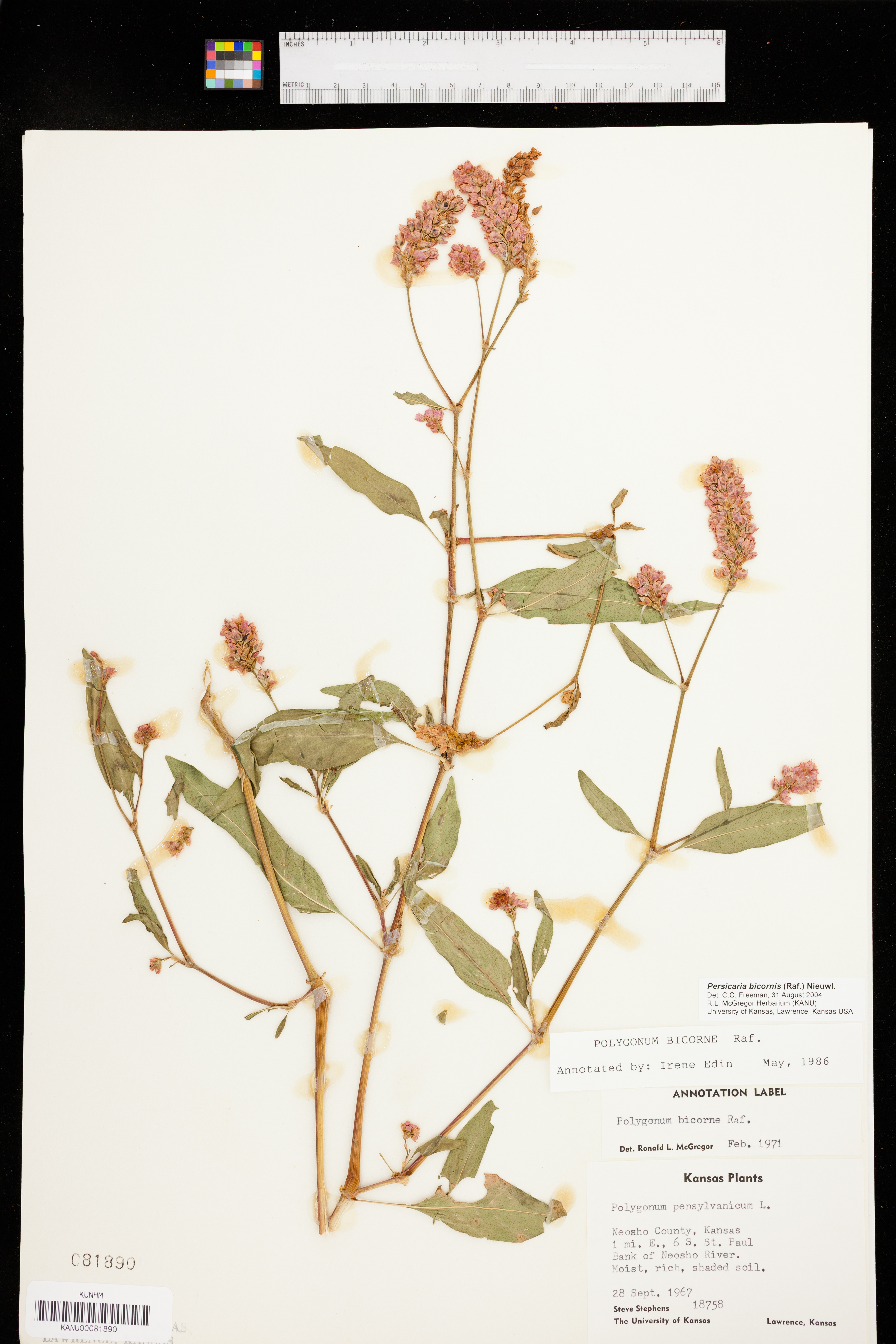 Persicaria bicornis image