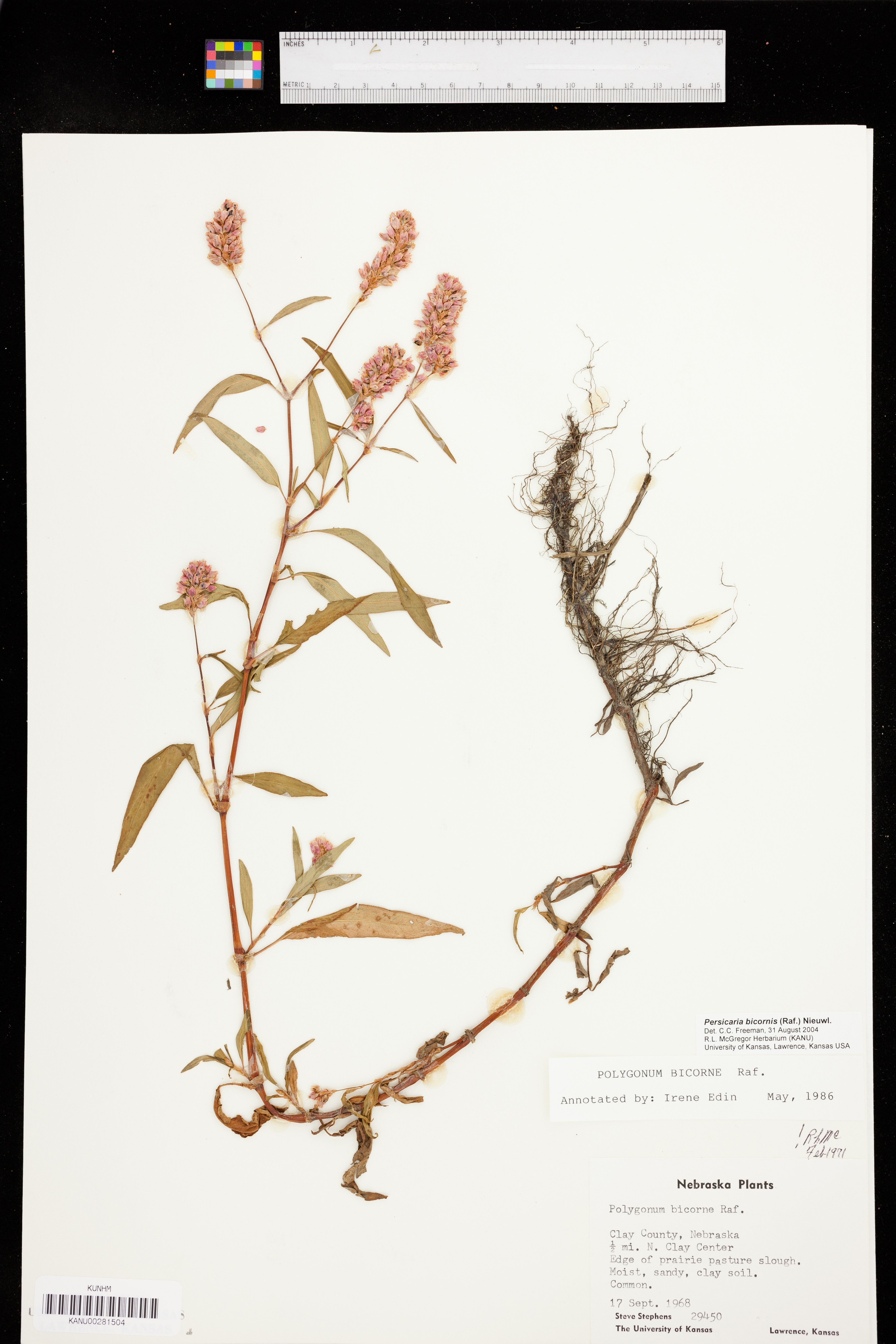 Persicaria bicornis image