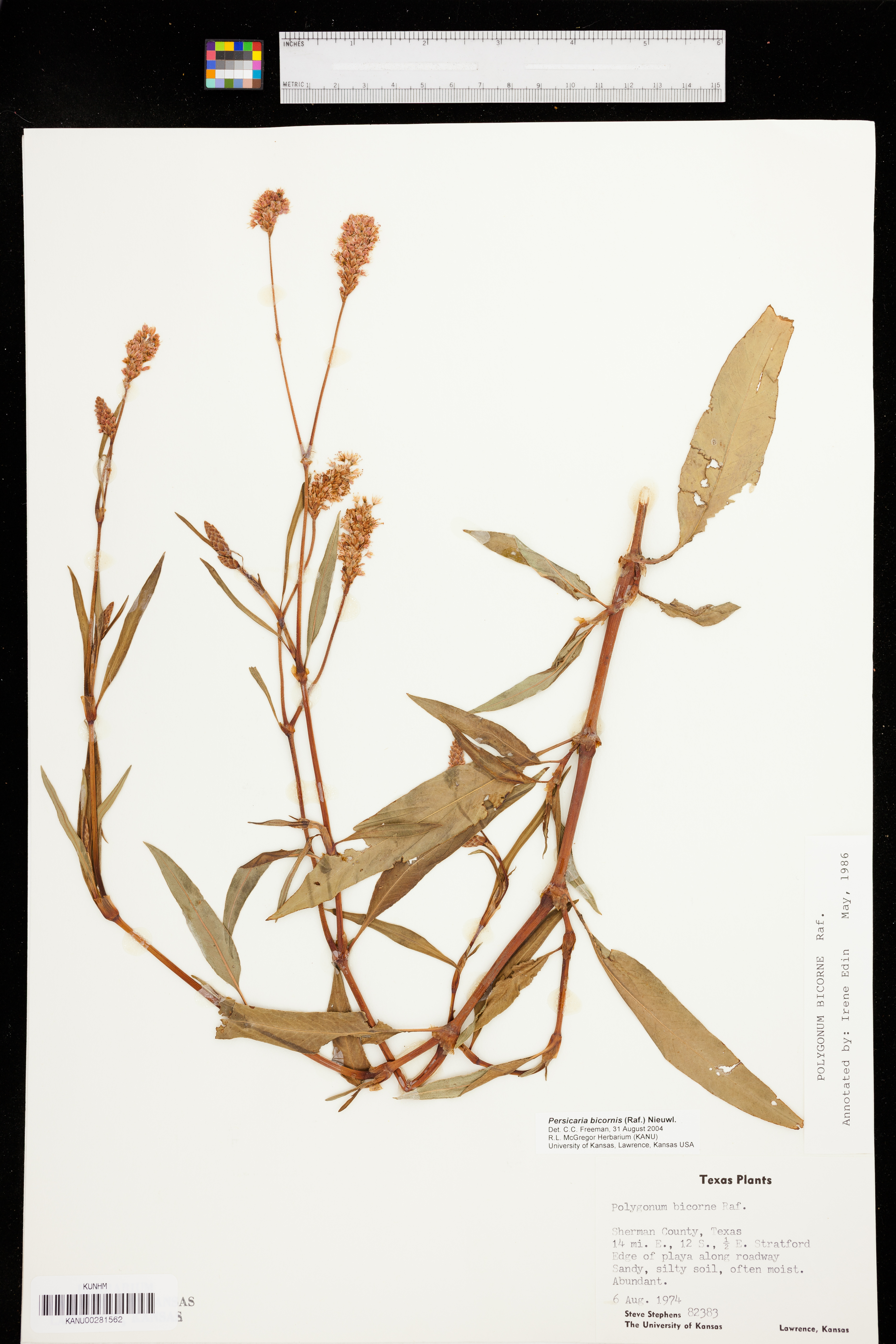 Persicaria bicornis image