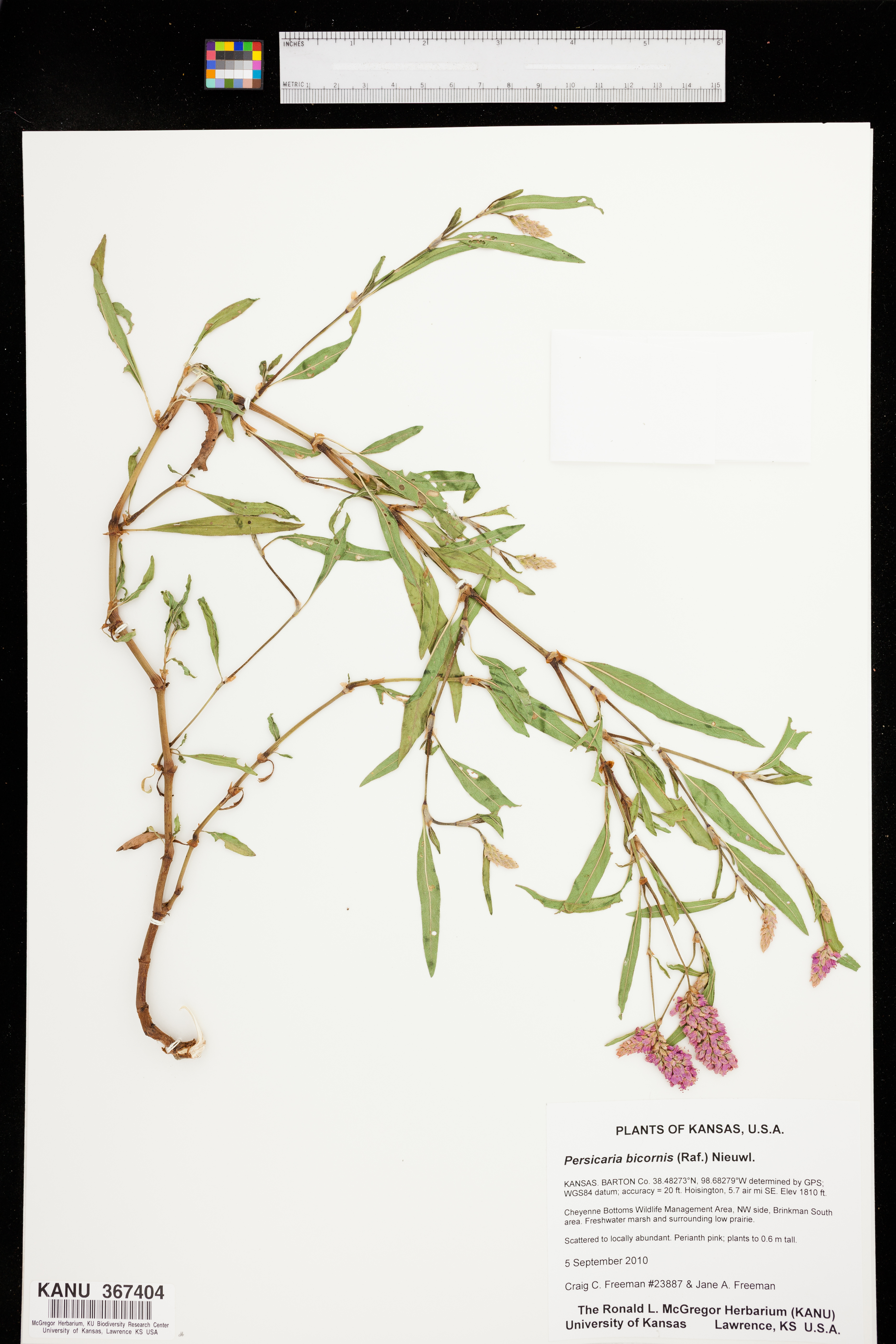 Persicaria bicornis image