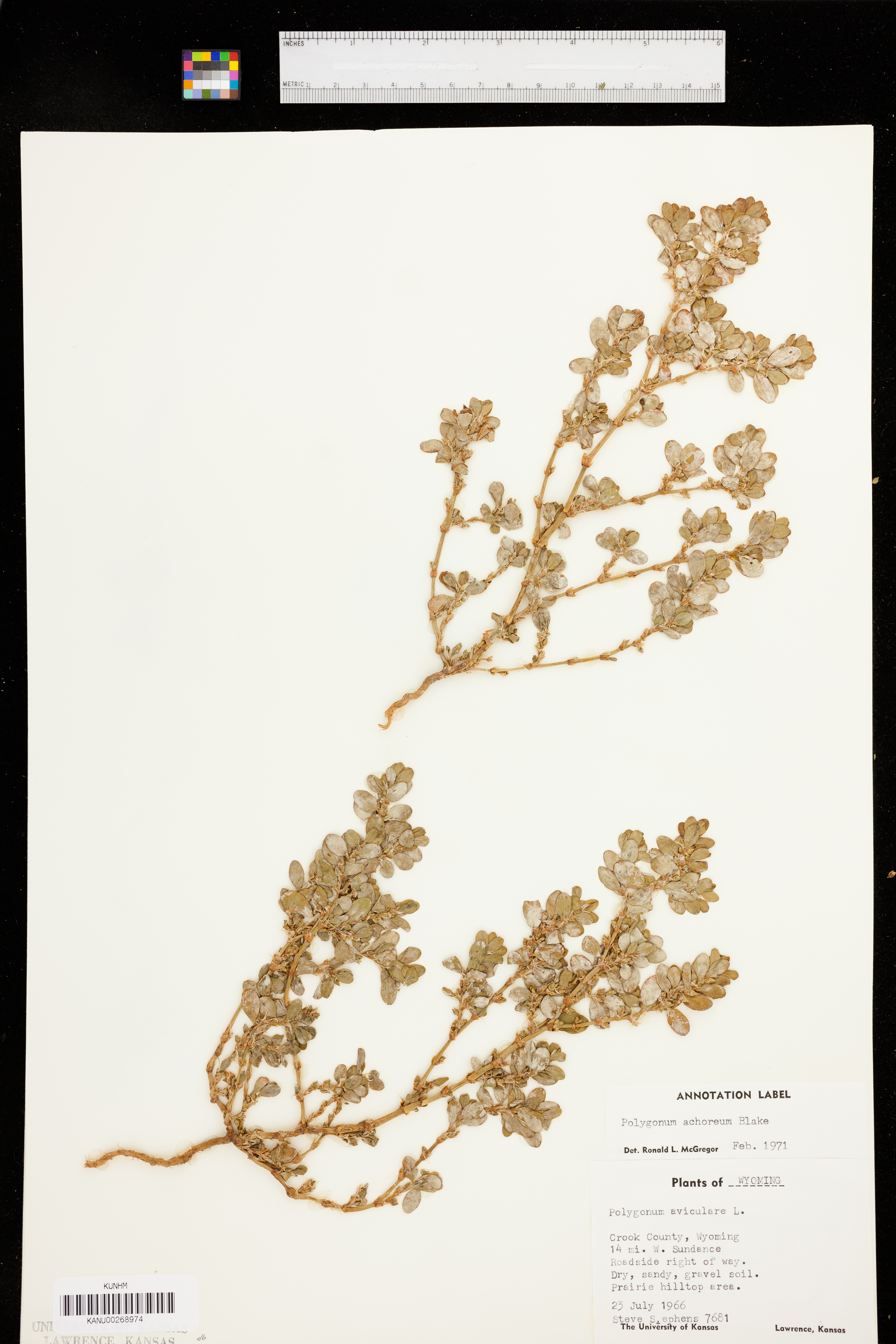 Polygonum achoreum image