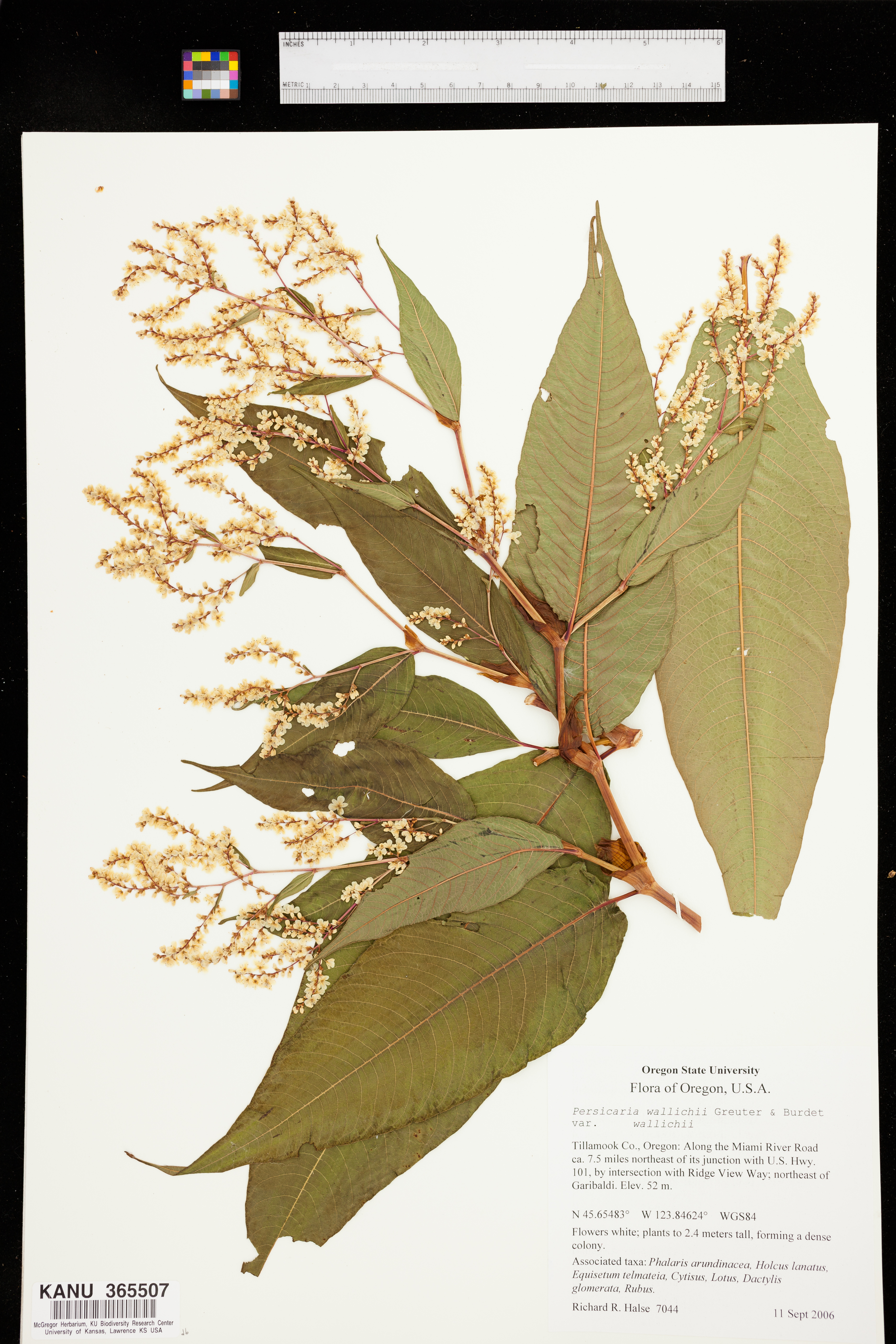 Persicaria wallichii var. wallichii image