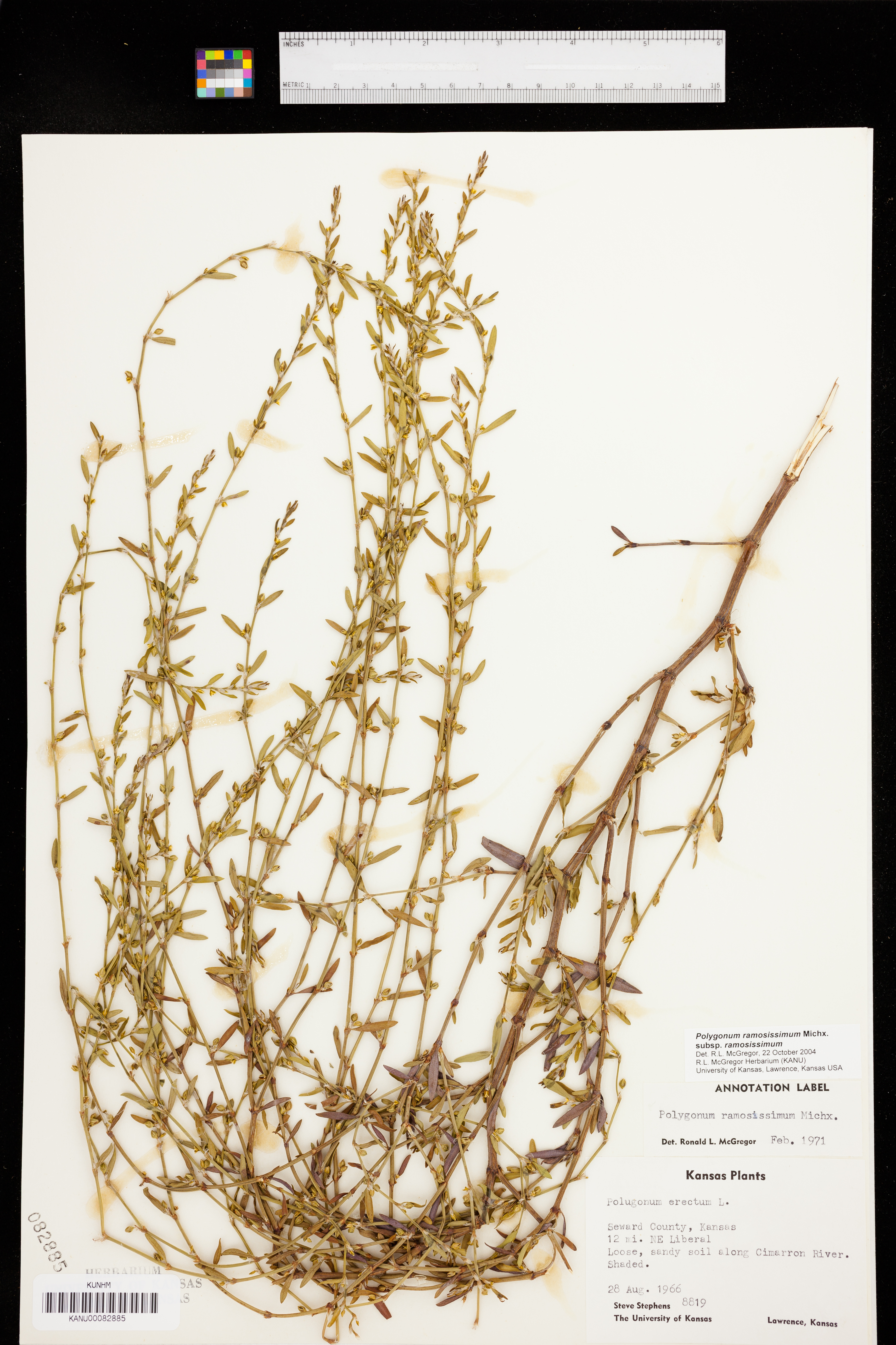 Polygonum ramosissimum subsp. ramosissimum image