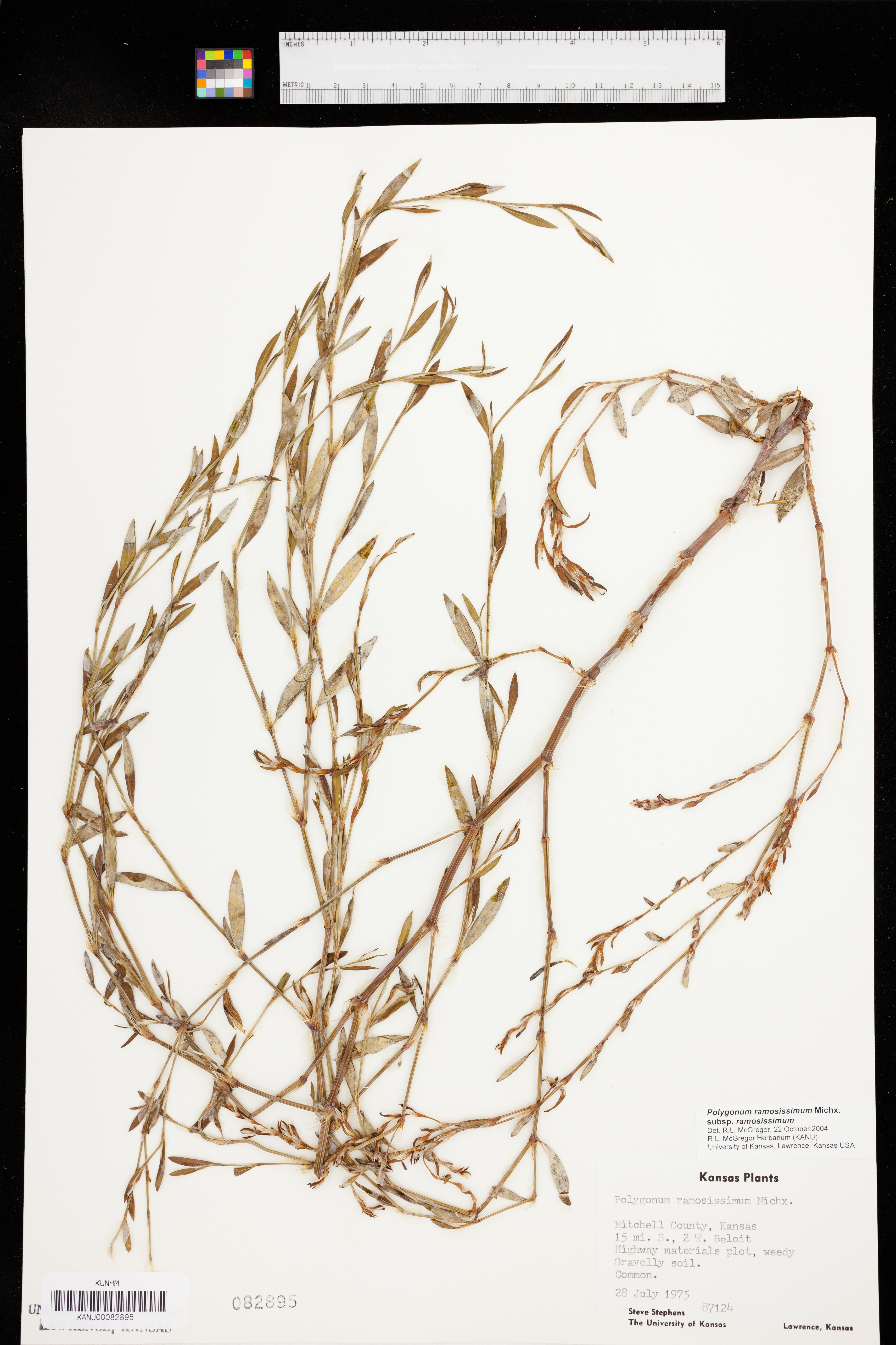 Polygonum ramosissimum subsp. ramosissimum image
