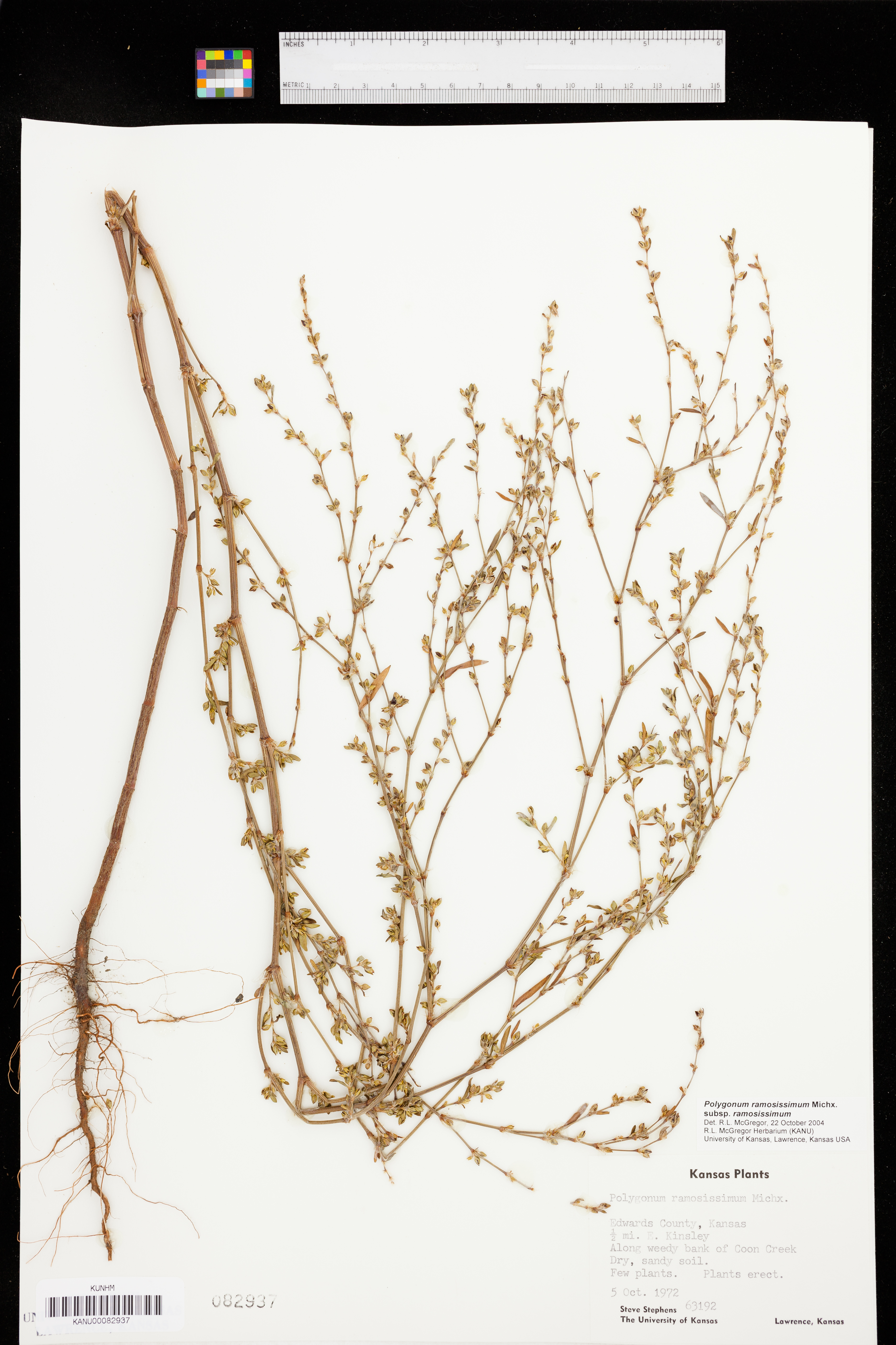 Polygonum ramosissimum subsp. ramosissimum image