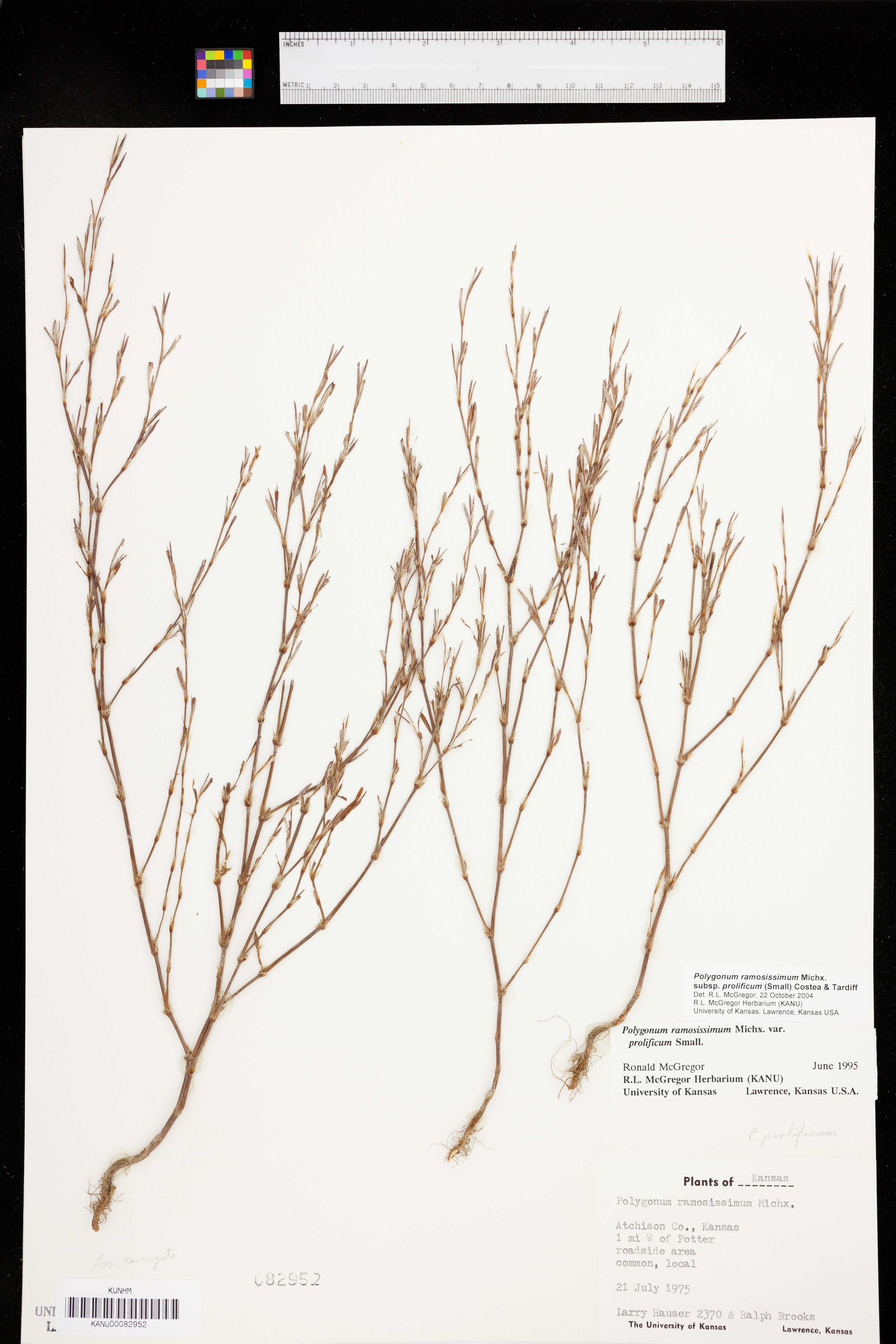 Polygonum ramosissimum subsp. prolificum image