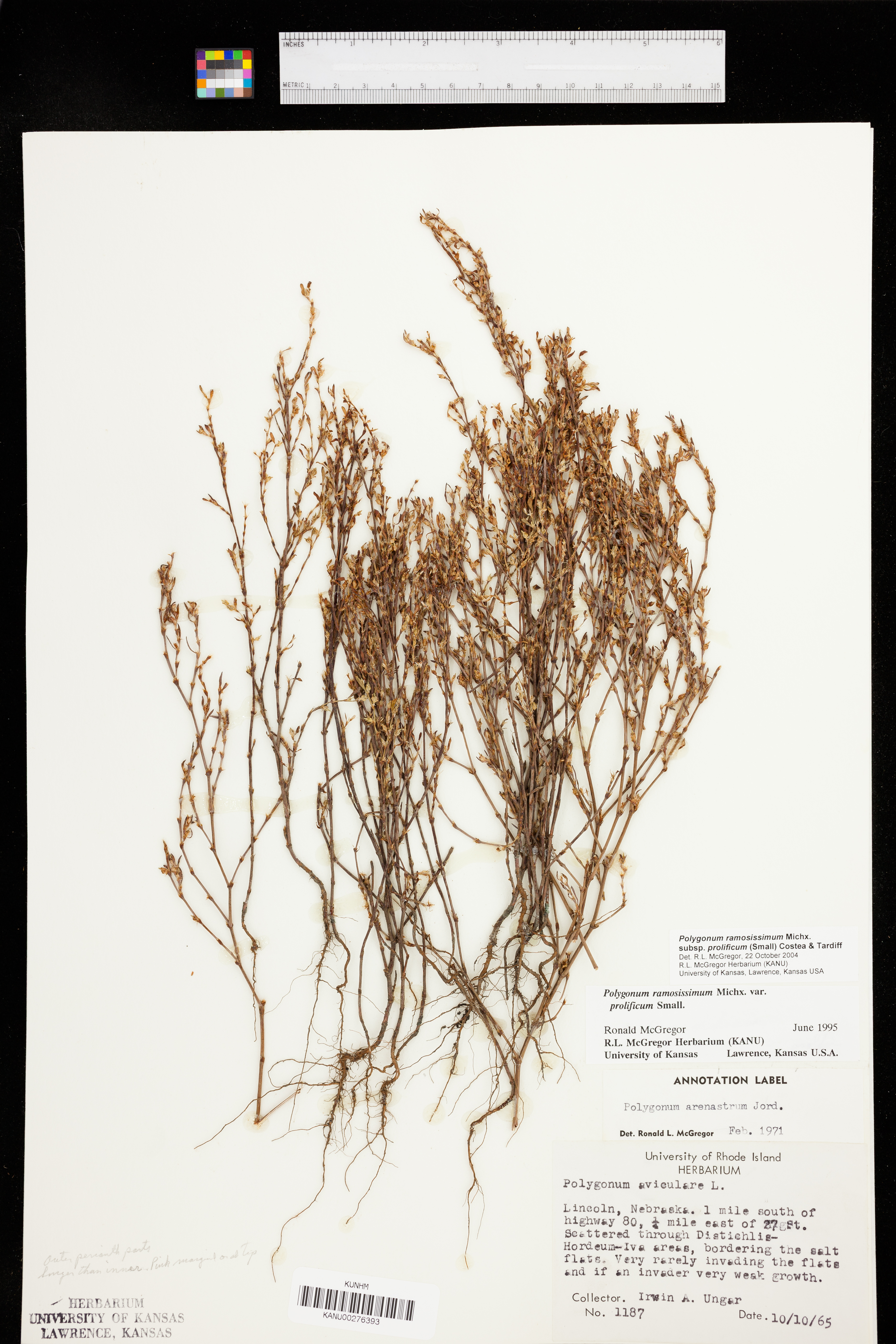 Polygonum ramosissimum subsp. prolificum image