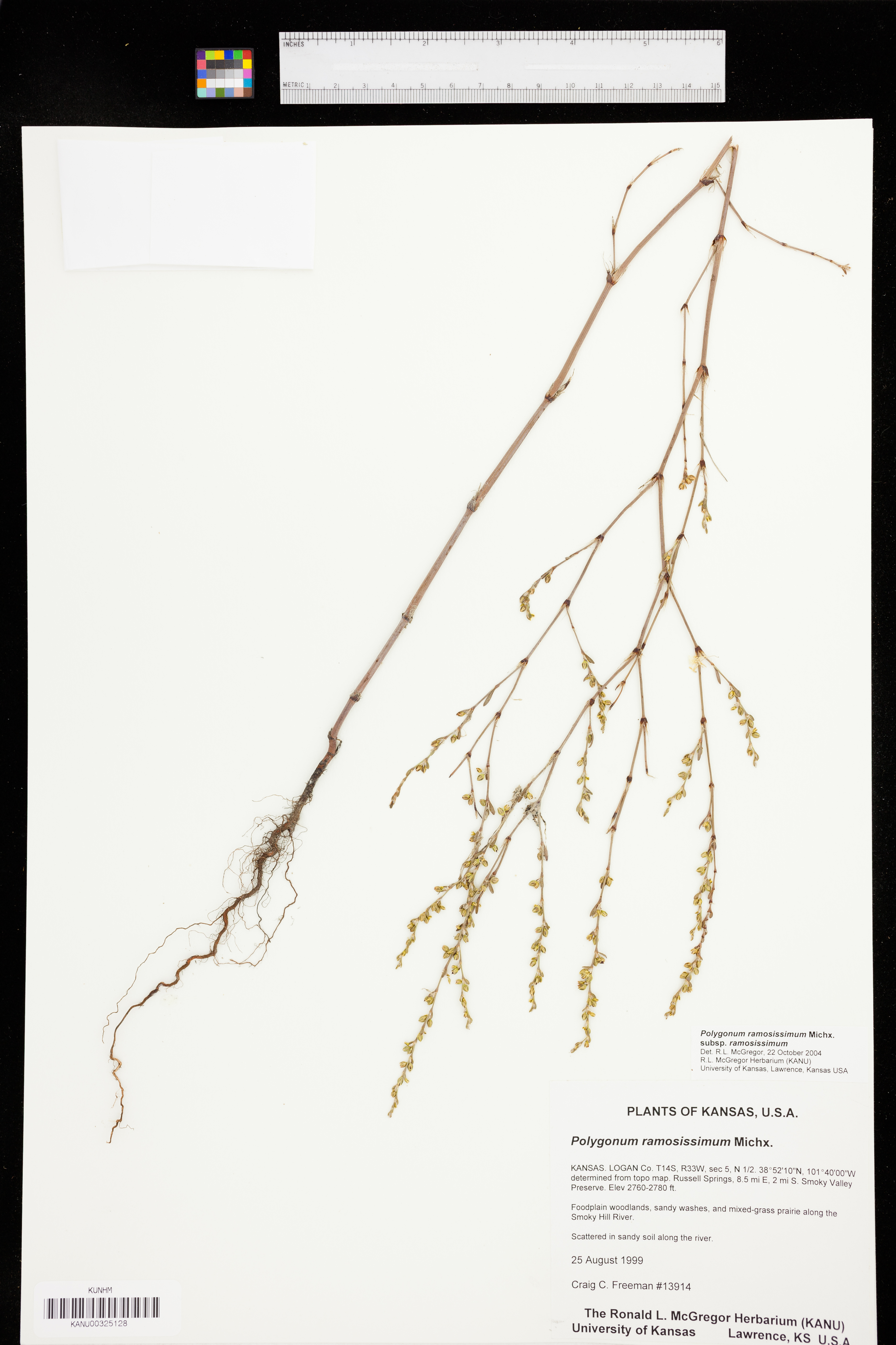 Polygonum ramosissimum subsp. ramosissimum image