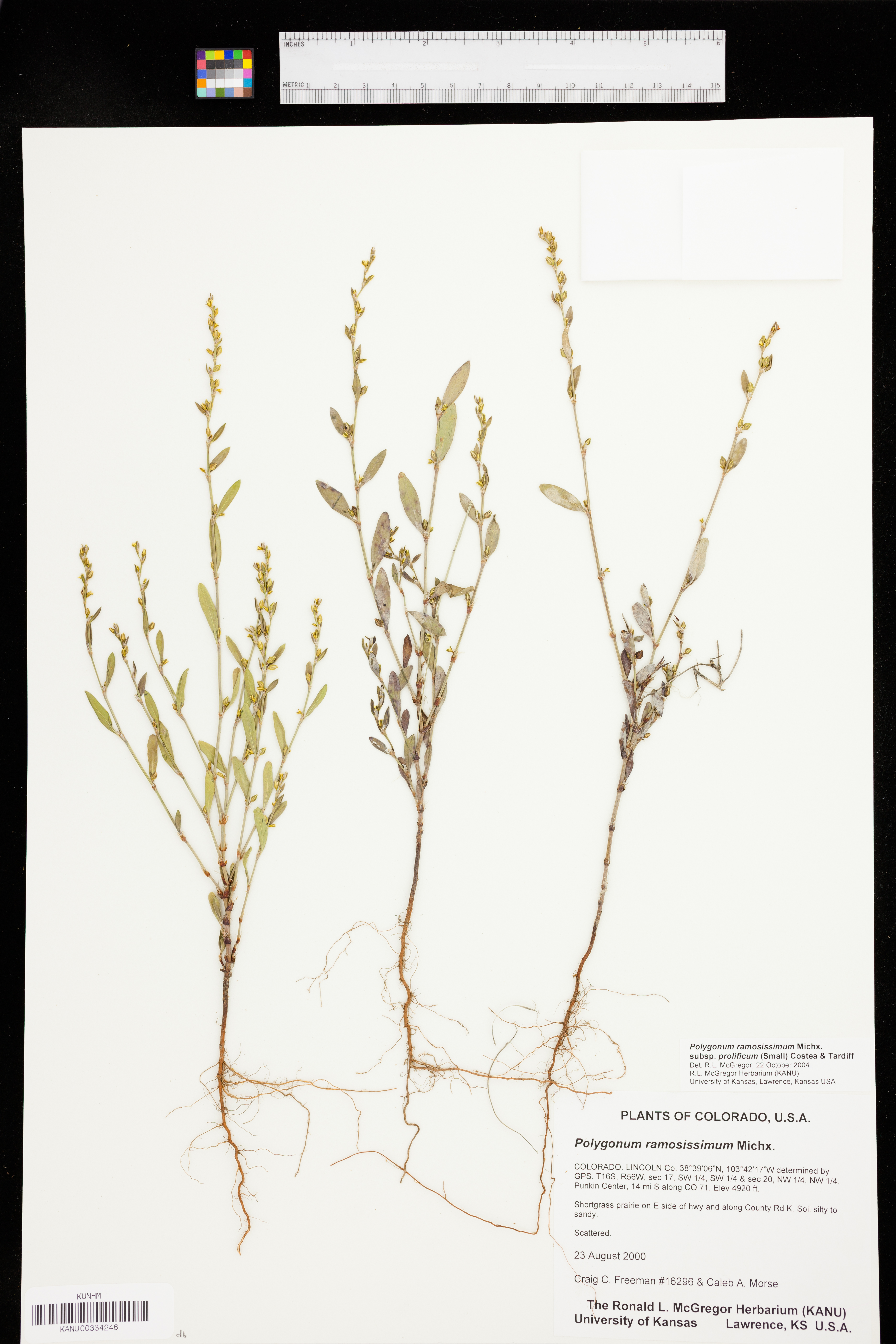 Polygonum ramosissimum subsp. prolificum image