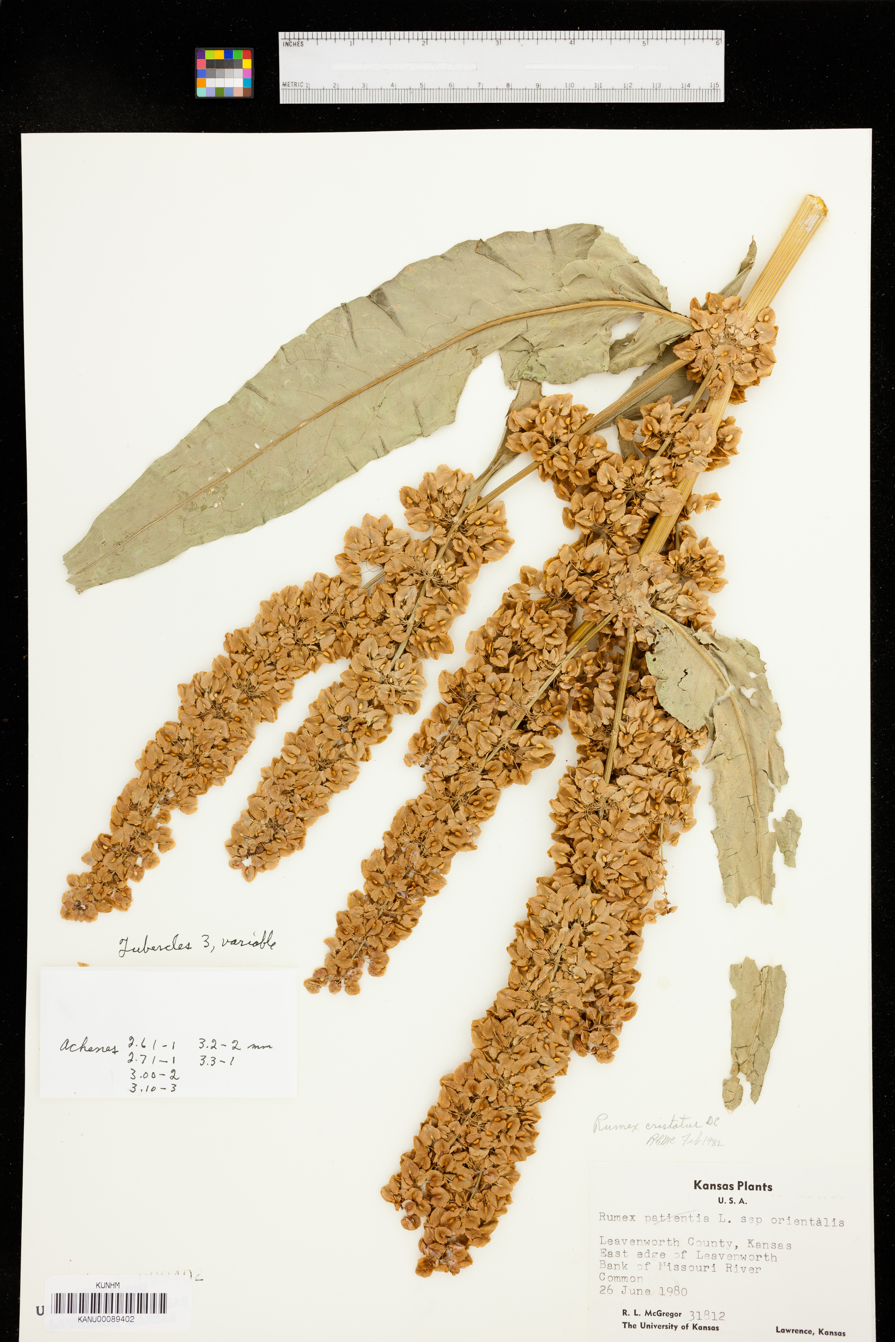 Rumex cristatus image