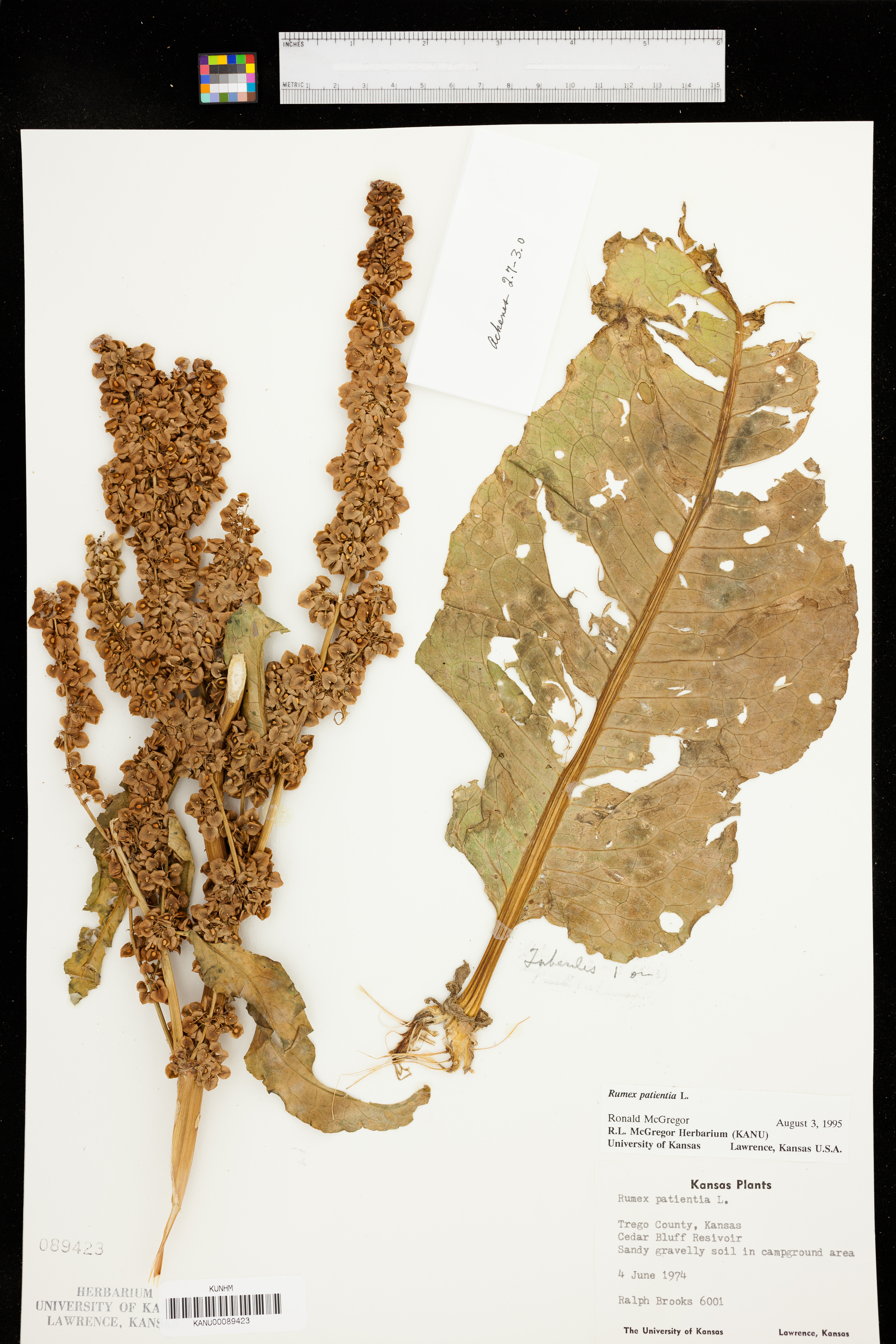 Rumex patientia image